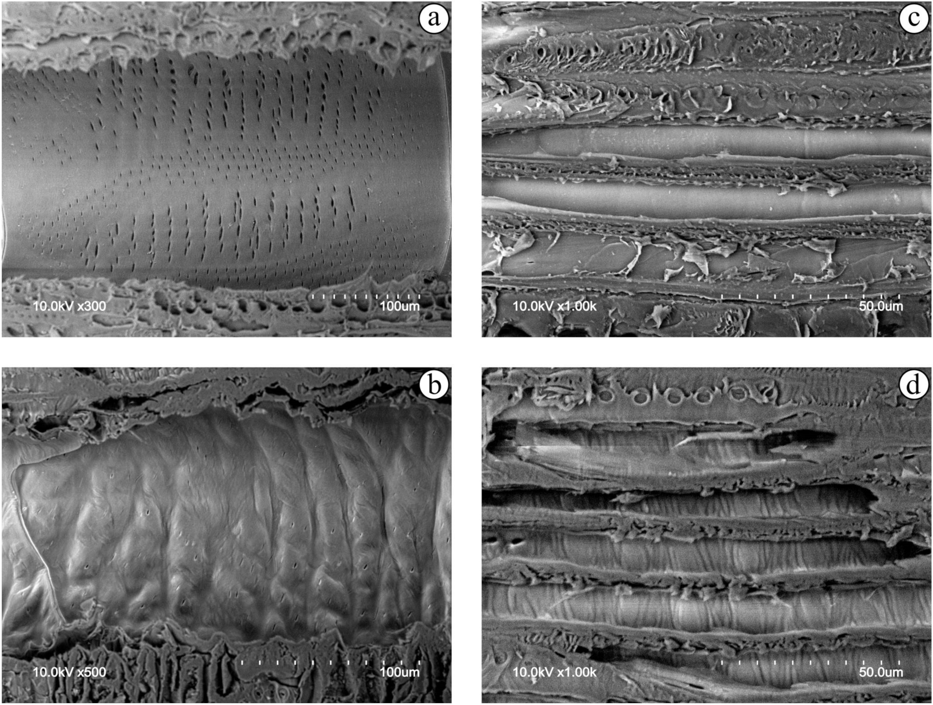 Forests 14 00763 g015