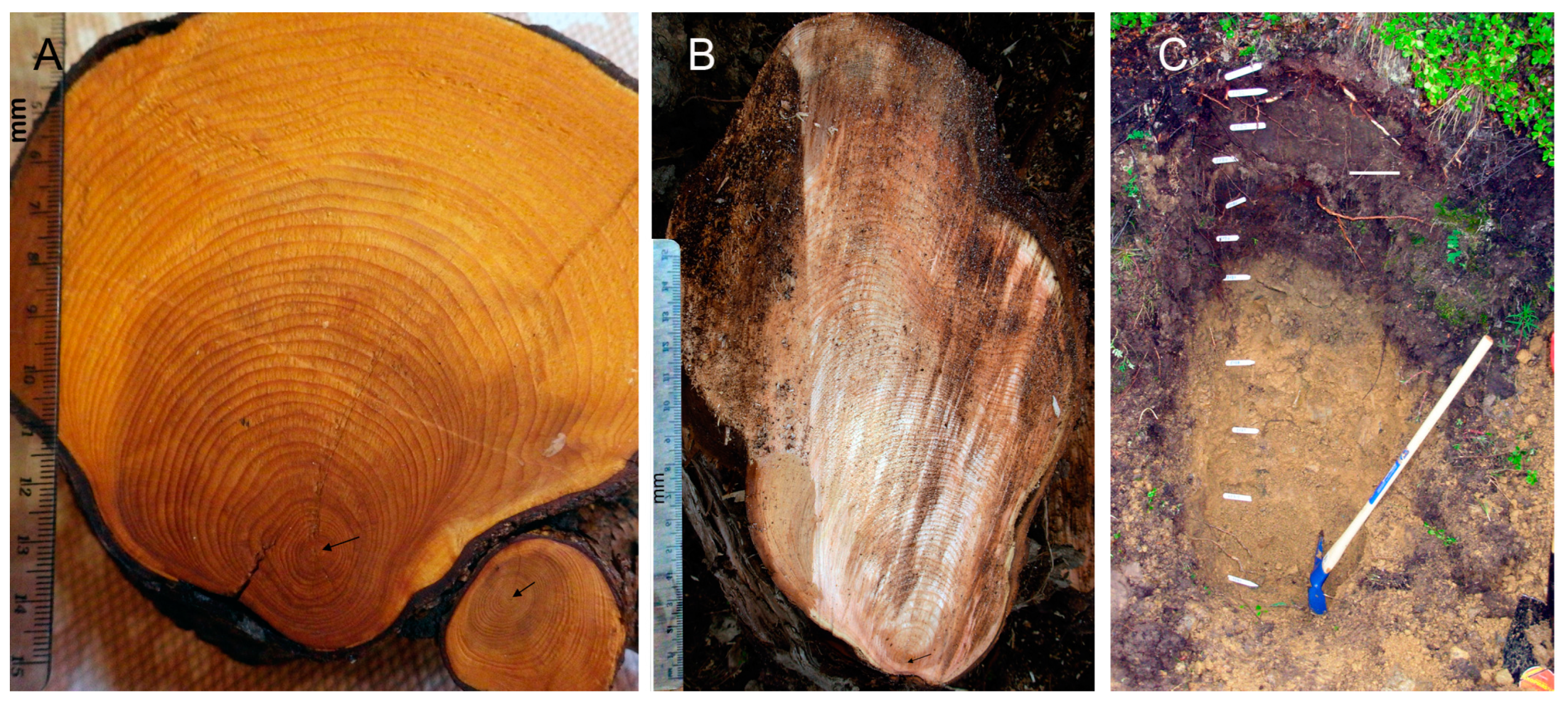 Forests 14 00787 g006 Forests 14 00787 g006