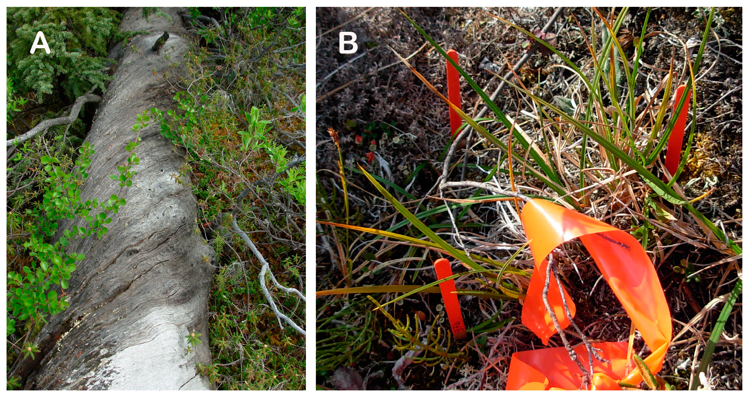 Forests 14 00787 g008 Forests 14 00787 g008