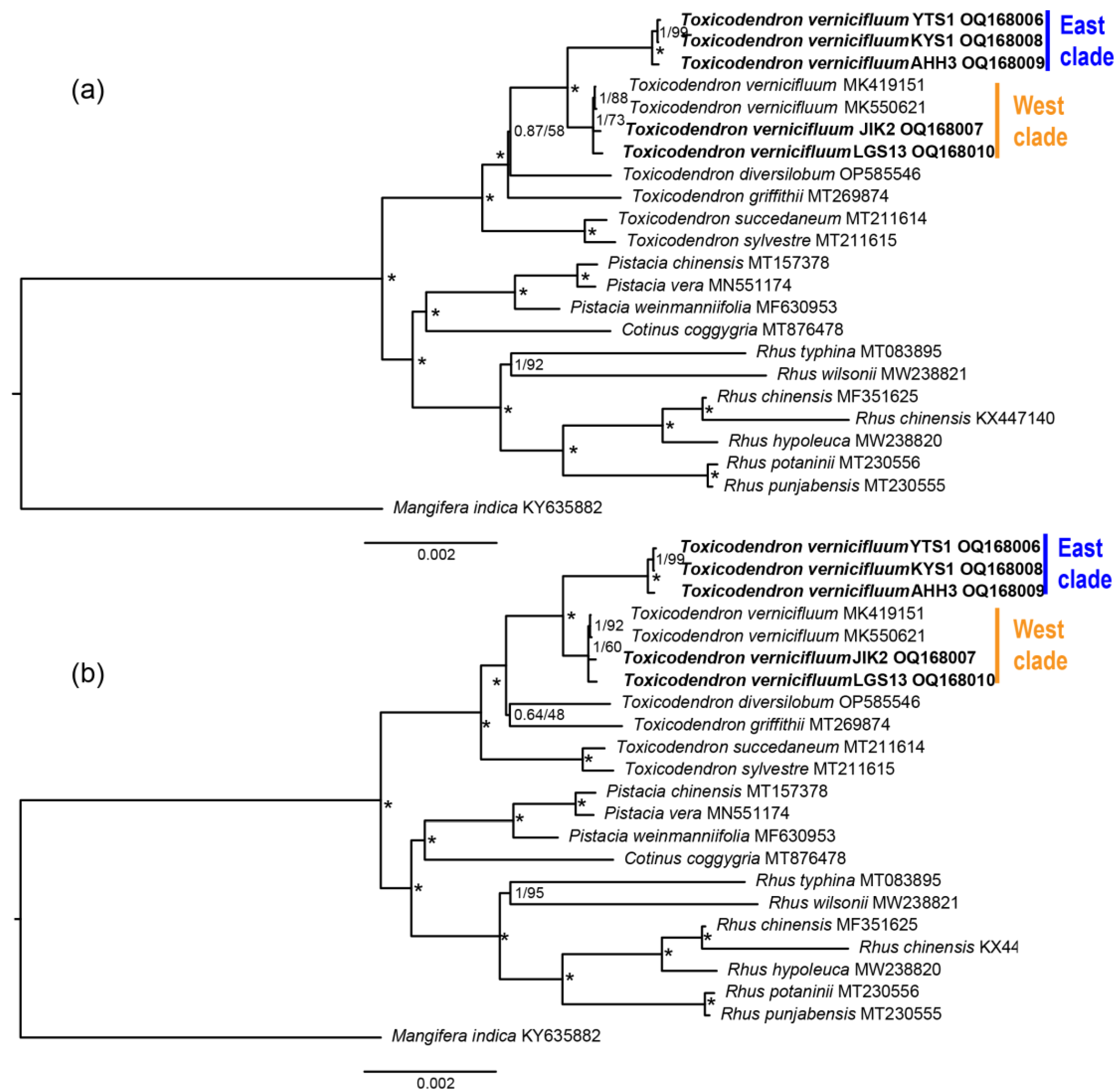 Forests | Free Full-Text | Comparative Chloroplast Genome Analysis of  Chinese Lacquer Tree (Toxicodendron vernicifluum, Anacardiaceae): East-West  Divergence within Its Range in China