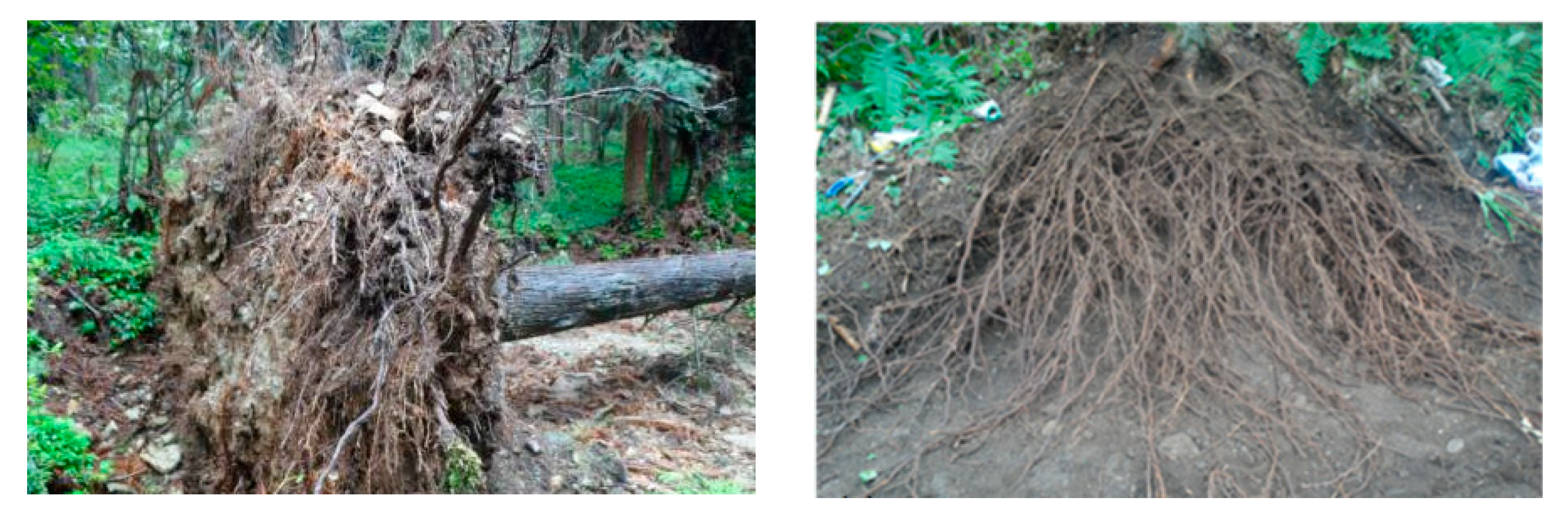 Forests 14 00819 g004 Forests 14 00819 g004