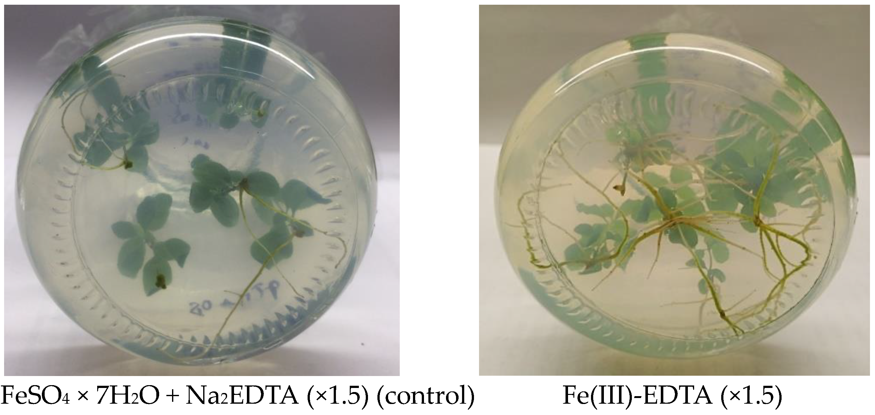 Forests 14 00821 g004a Forests 14 00821 g004a