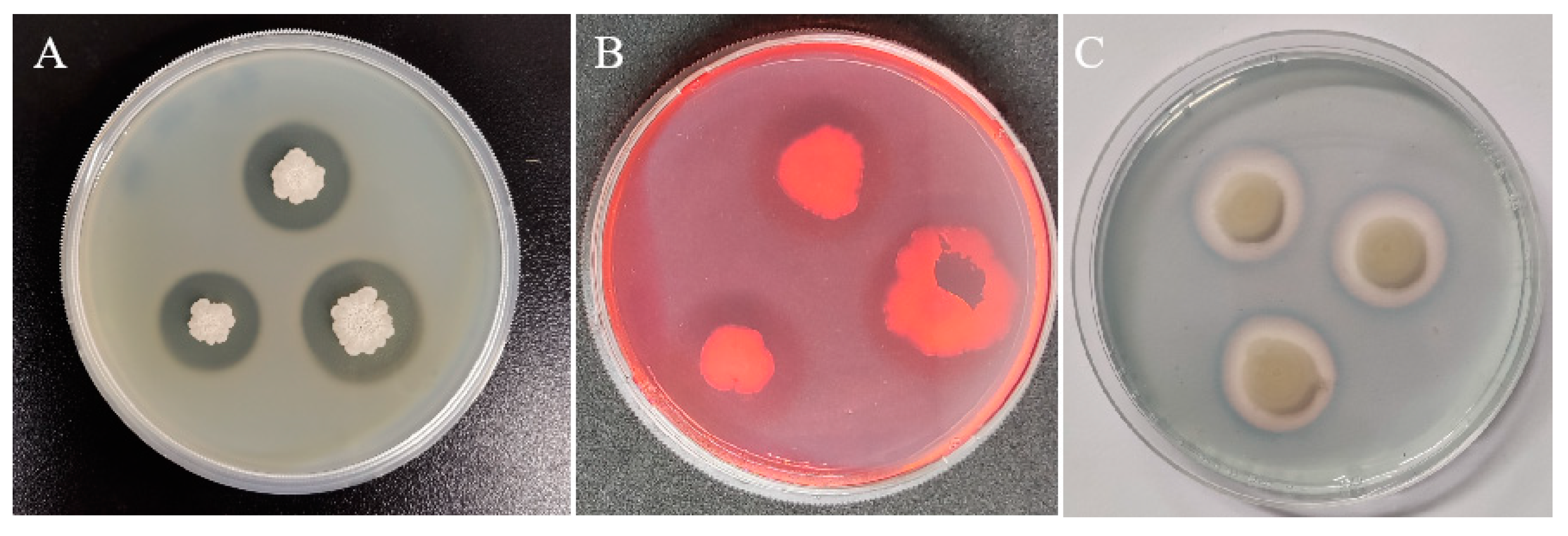 Forests 14 00886 g002 Forests 14 00886 g002