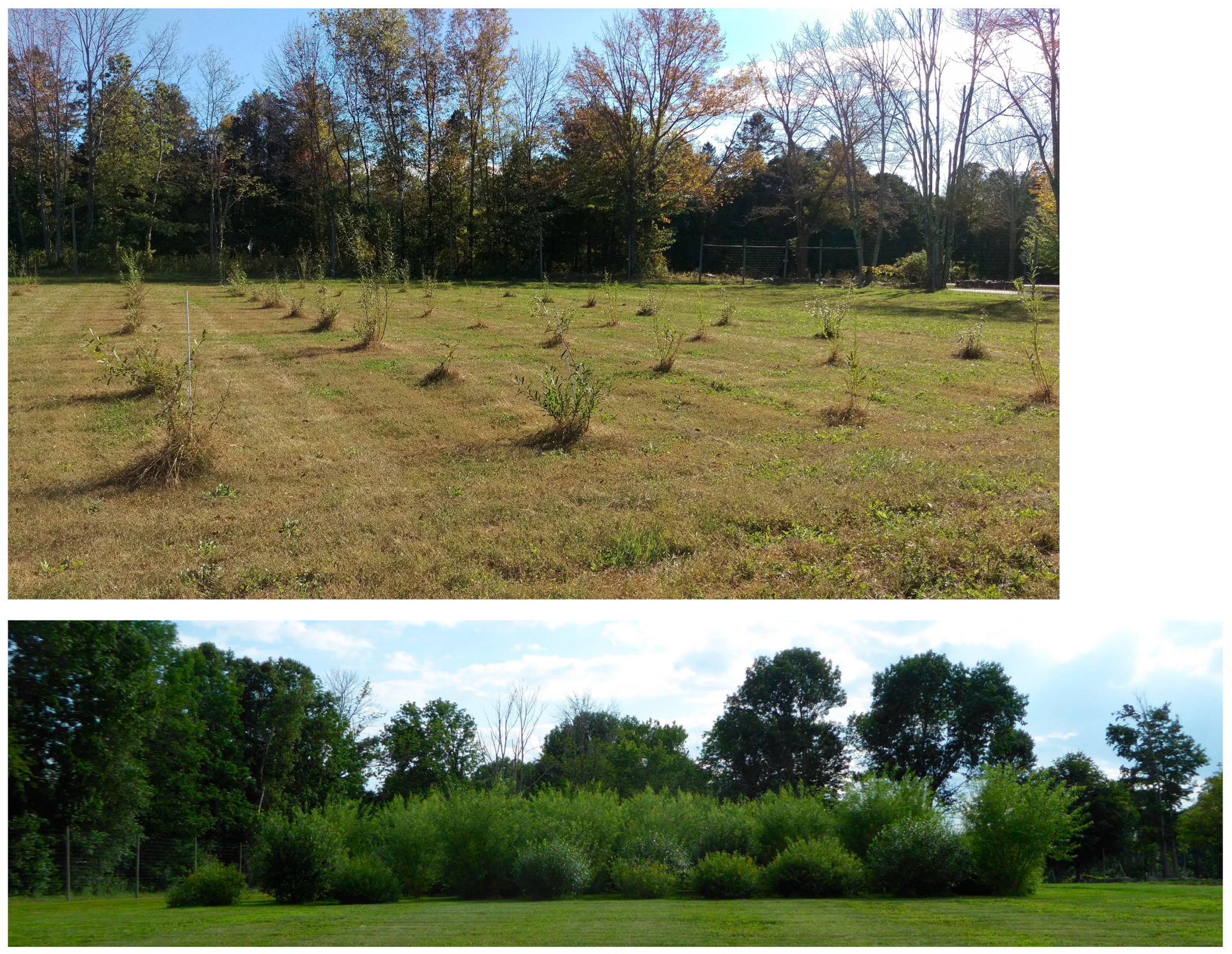 Willow tree symbolism and significance - Better Place Forests