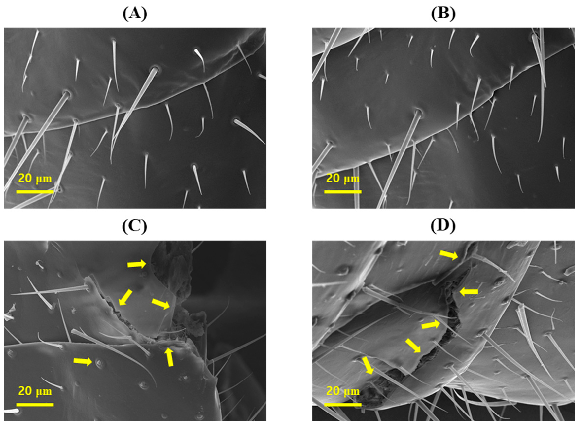 Forests 14 01000 g004