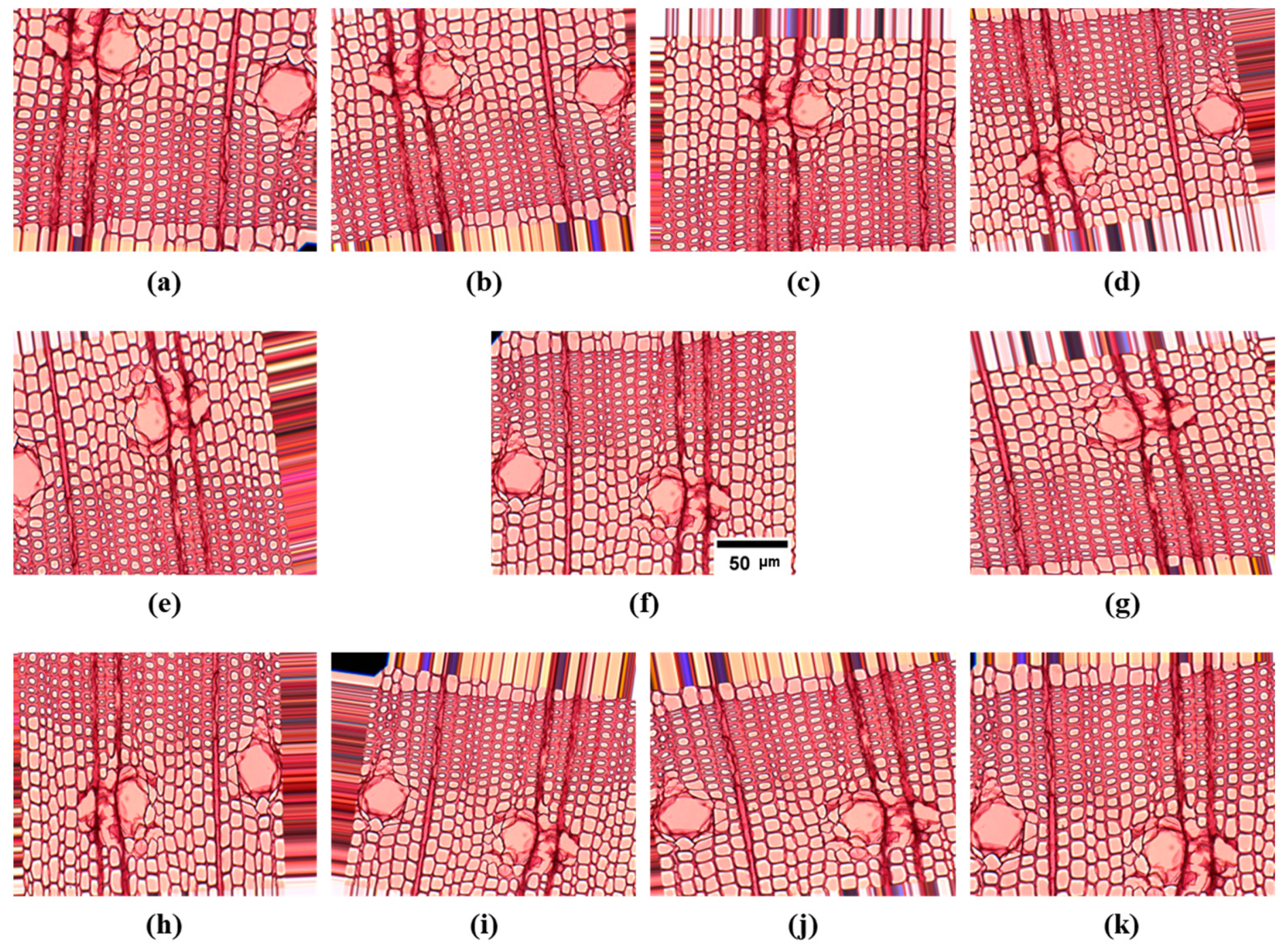 Forests 14 01249 g001 Forests 14 01249 g001