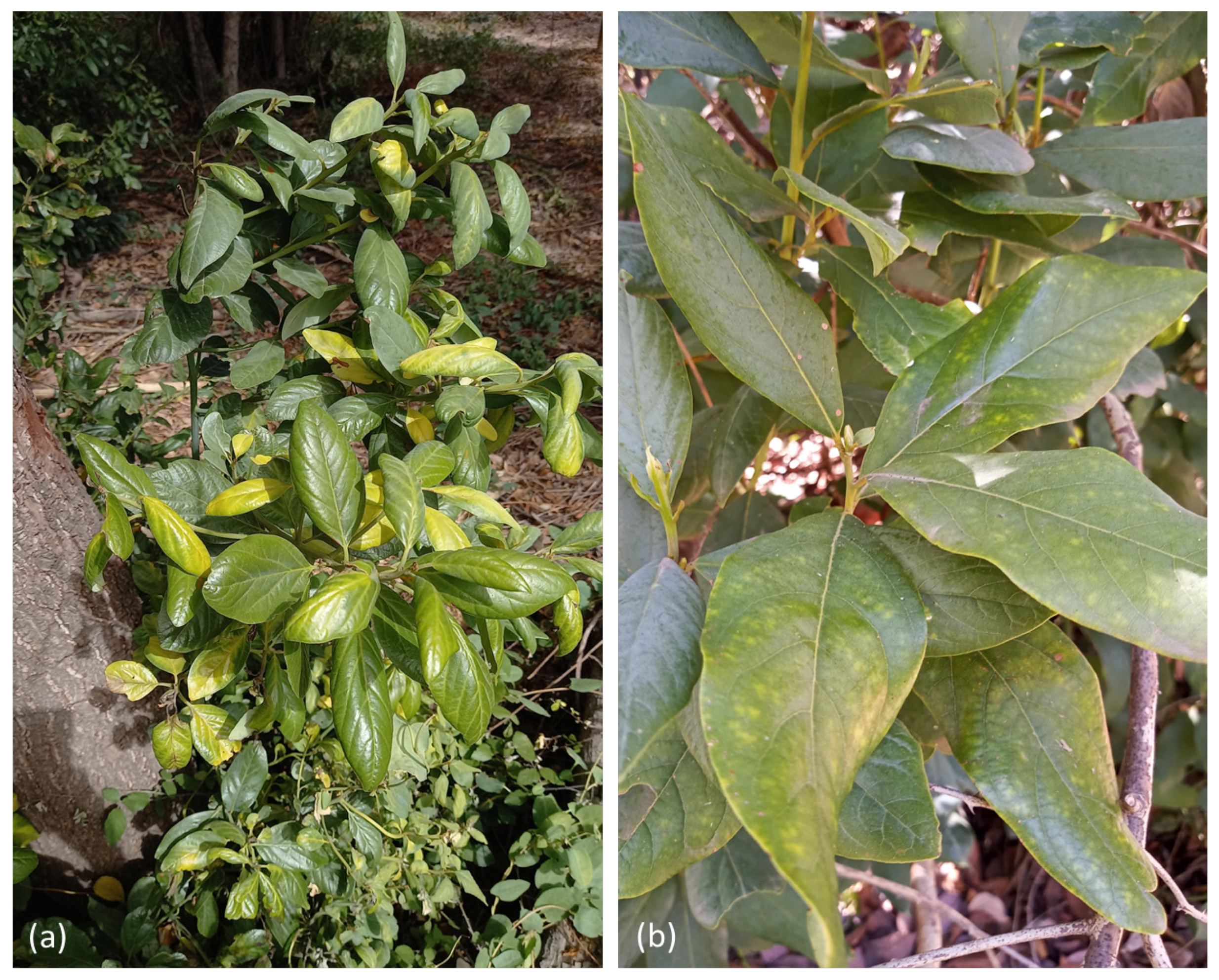 Forests 14 01257 g001 Forests 14 01257 g001