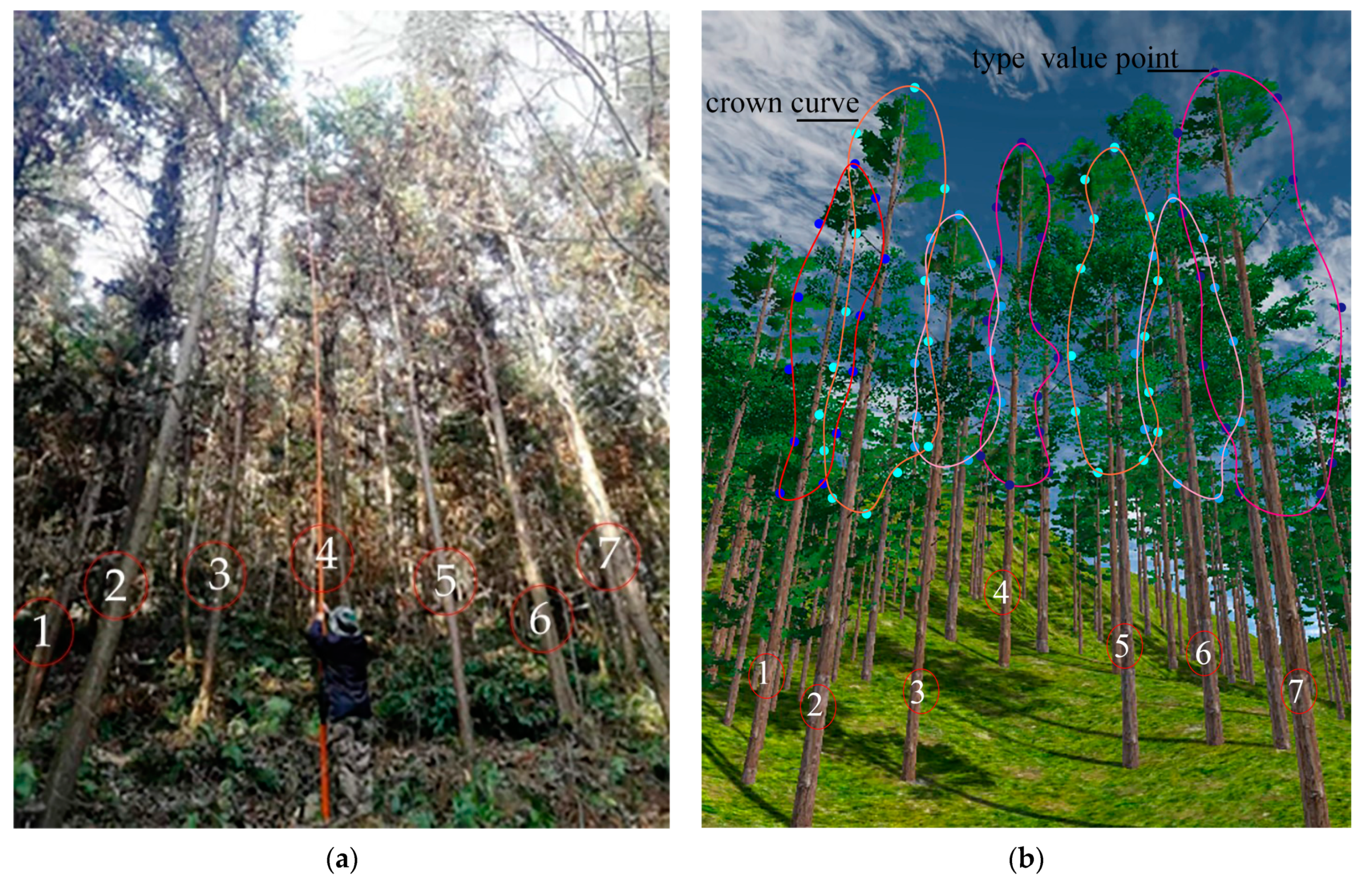 Forests 14 01267 g014