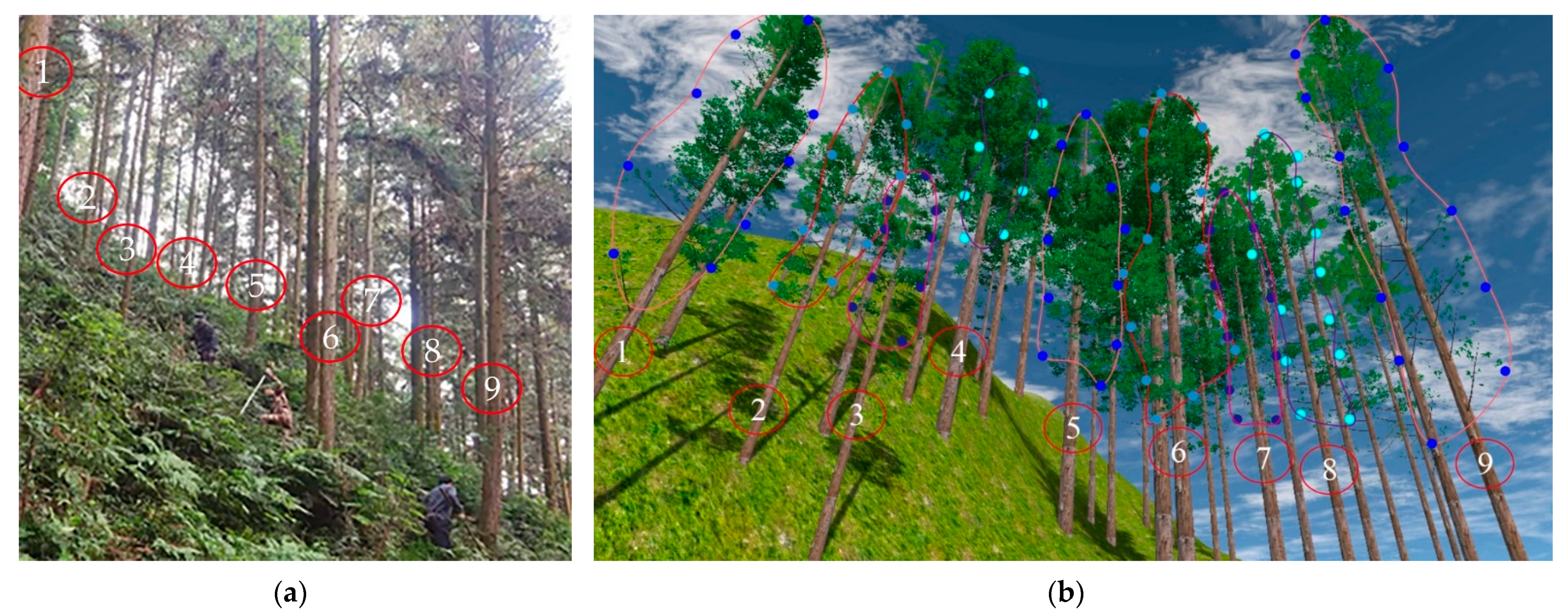 Forests 14 01267 g016