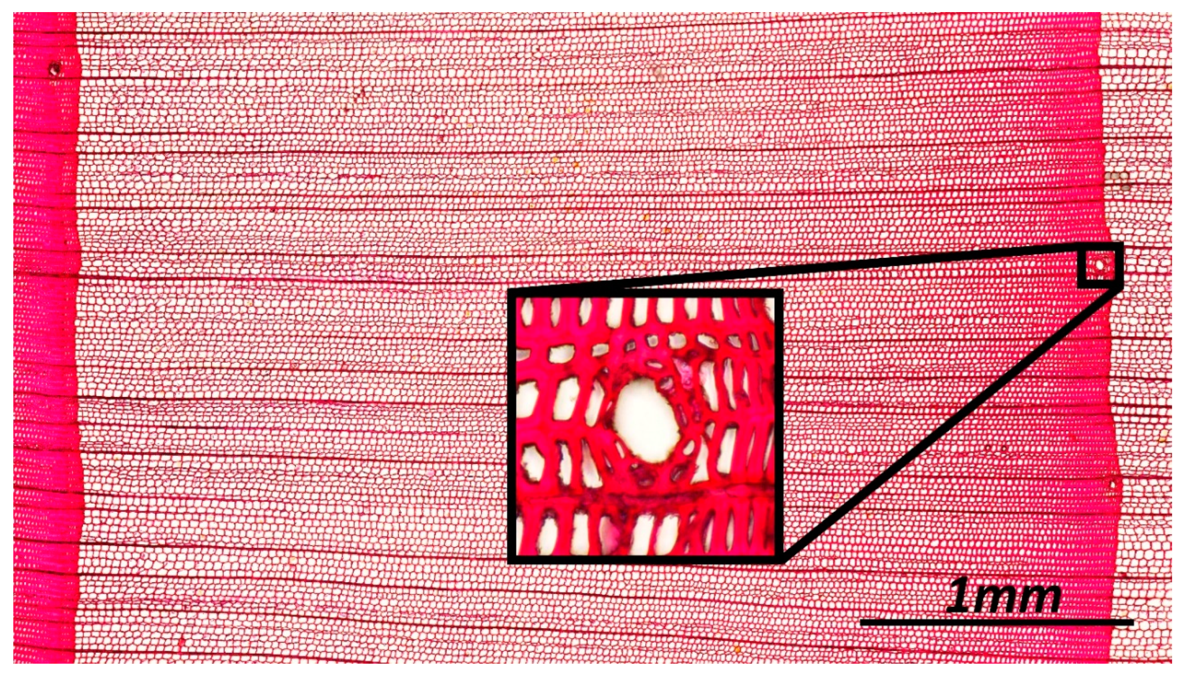 Forests 14 01342 g003 Forests 14 01342 g003