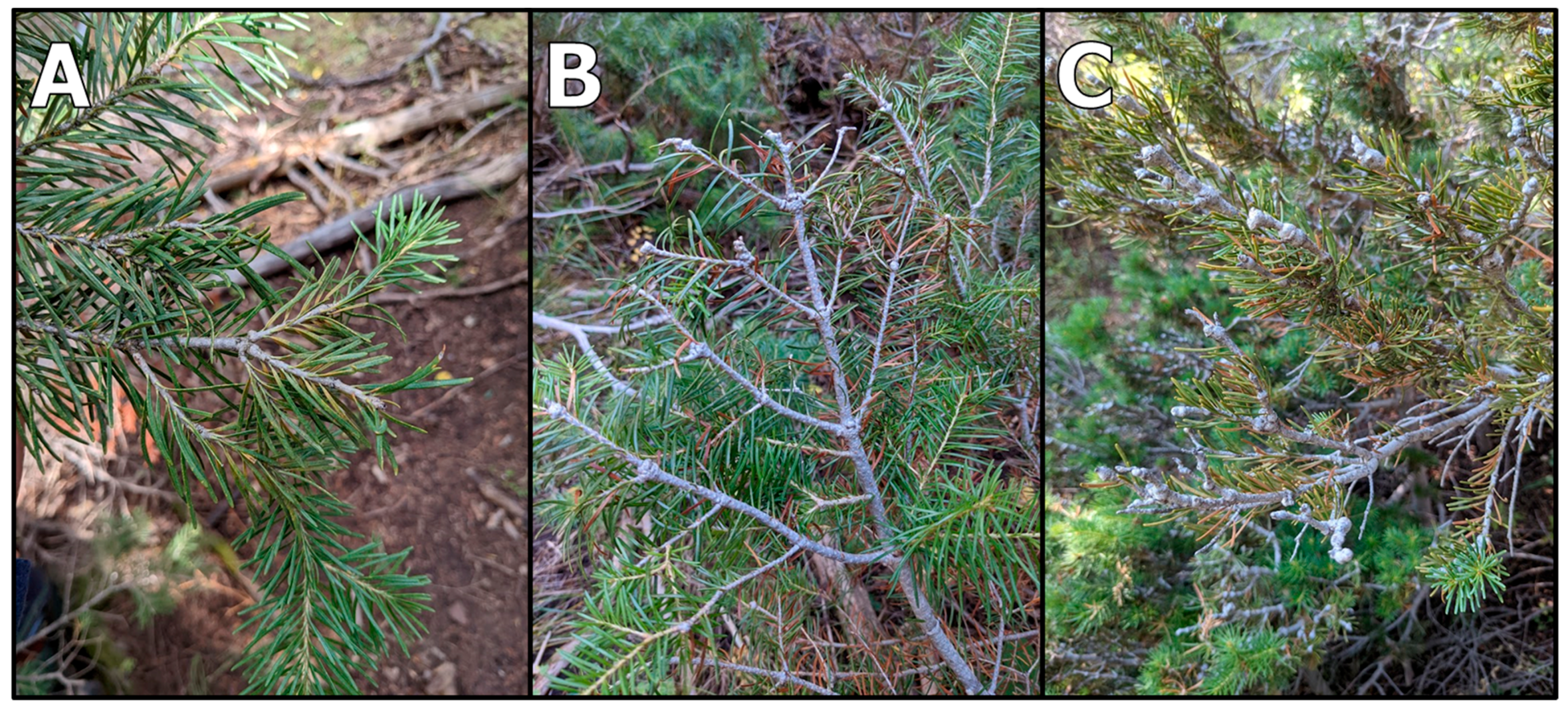 Forests 14 01357 g002 Forests 14 01357 g002