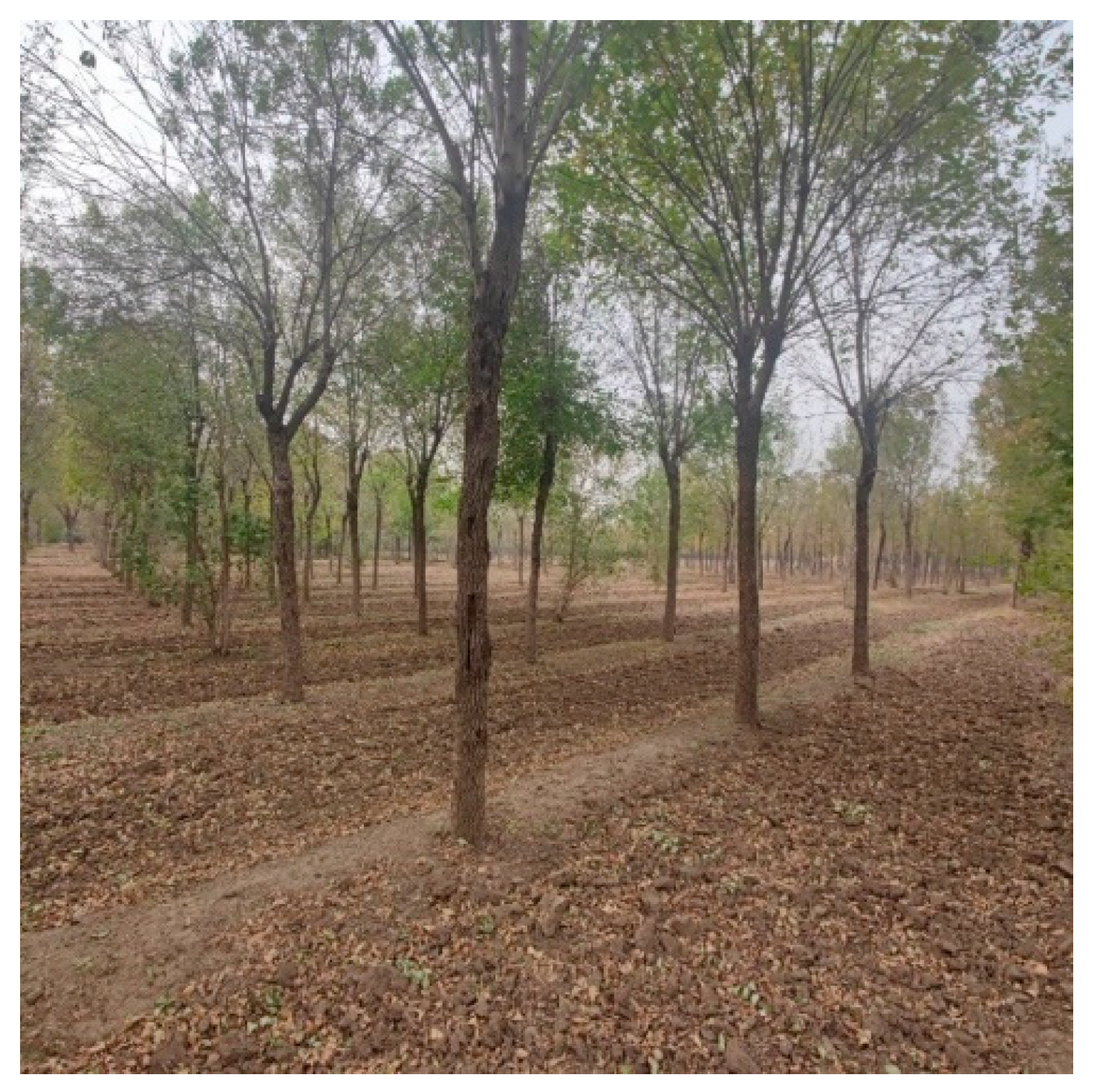 Forests 14 01370 g009