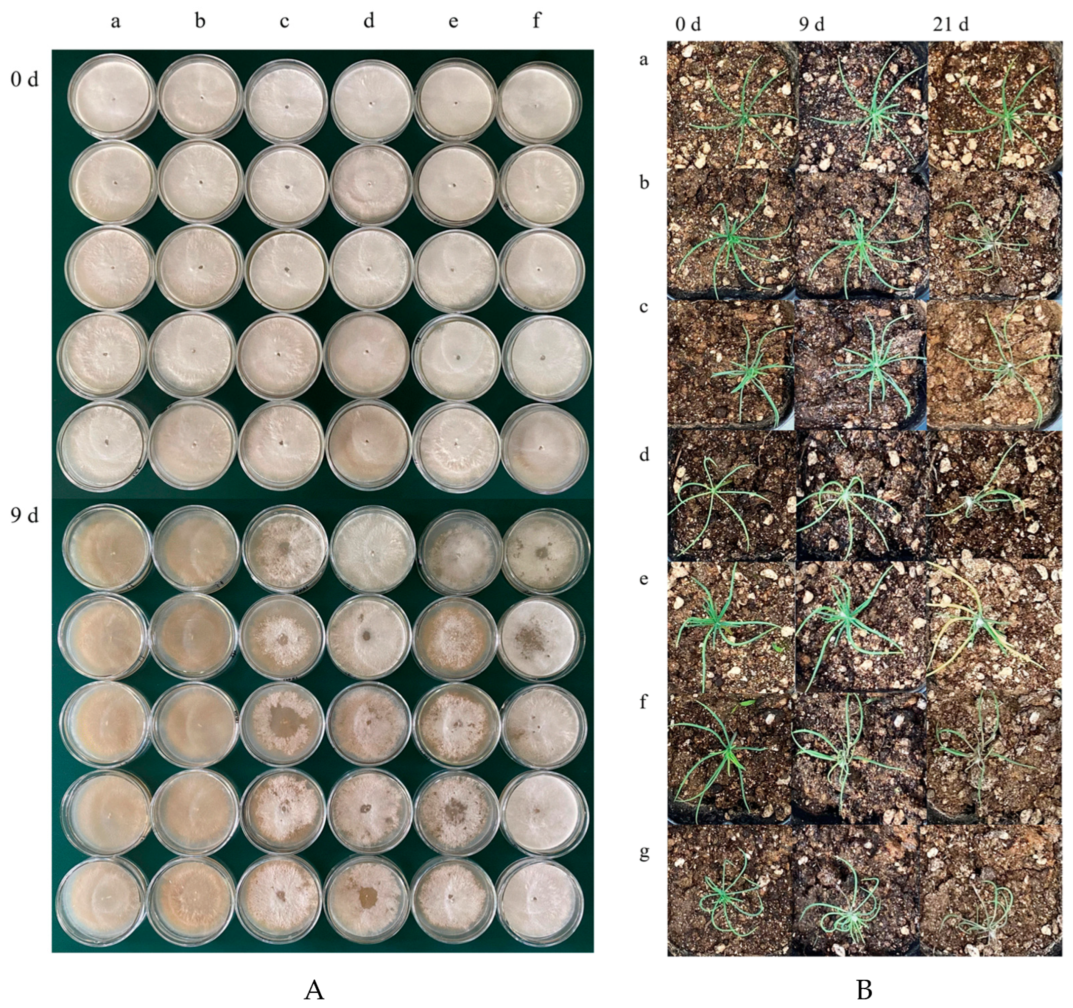 Forests 14 01379 g008