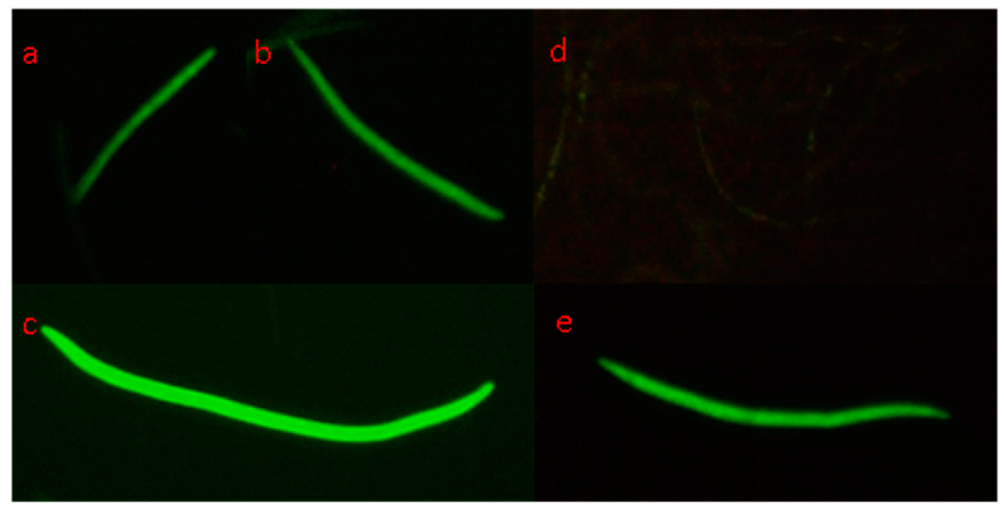 Forests 14 01379 g011
