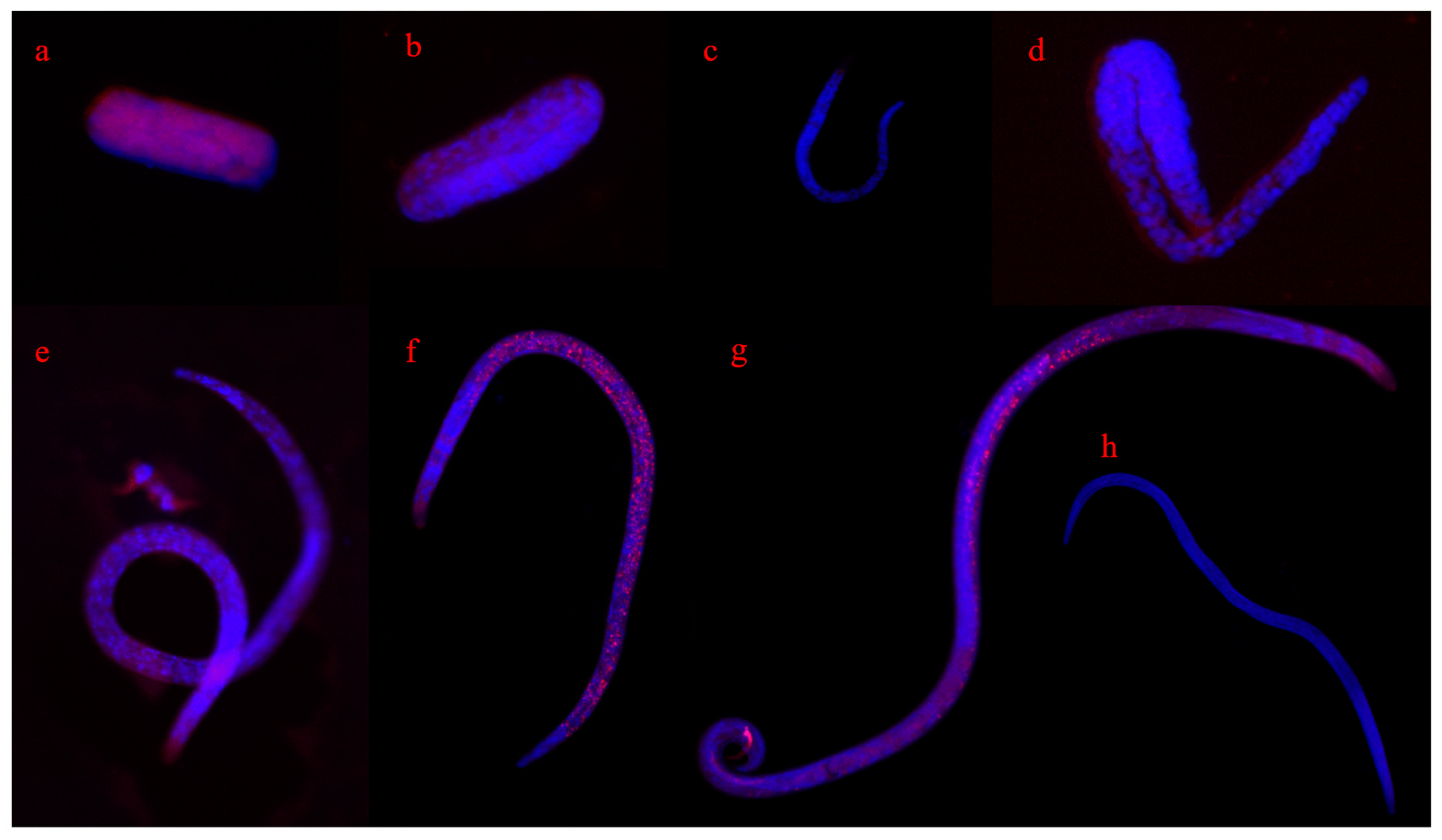 Forests 14 01379 g012