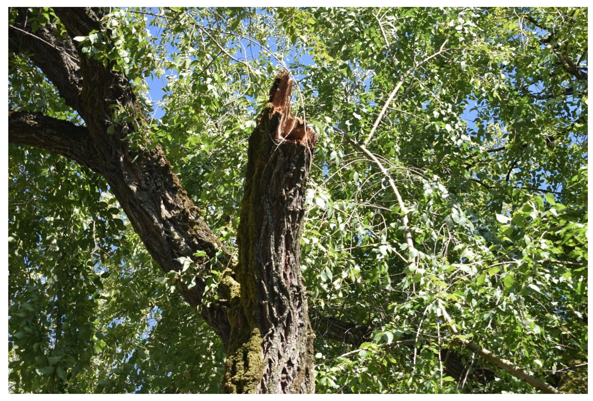 Forests 14 01398 g013