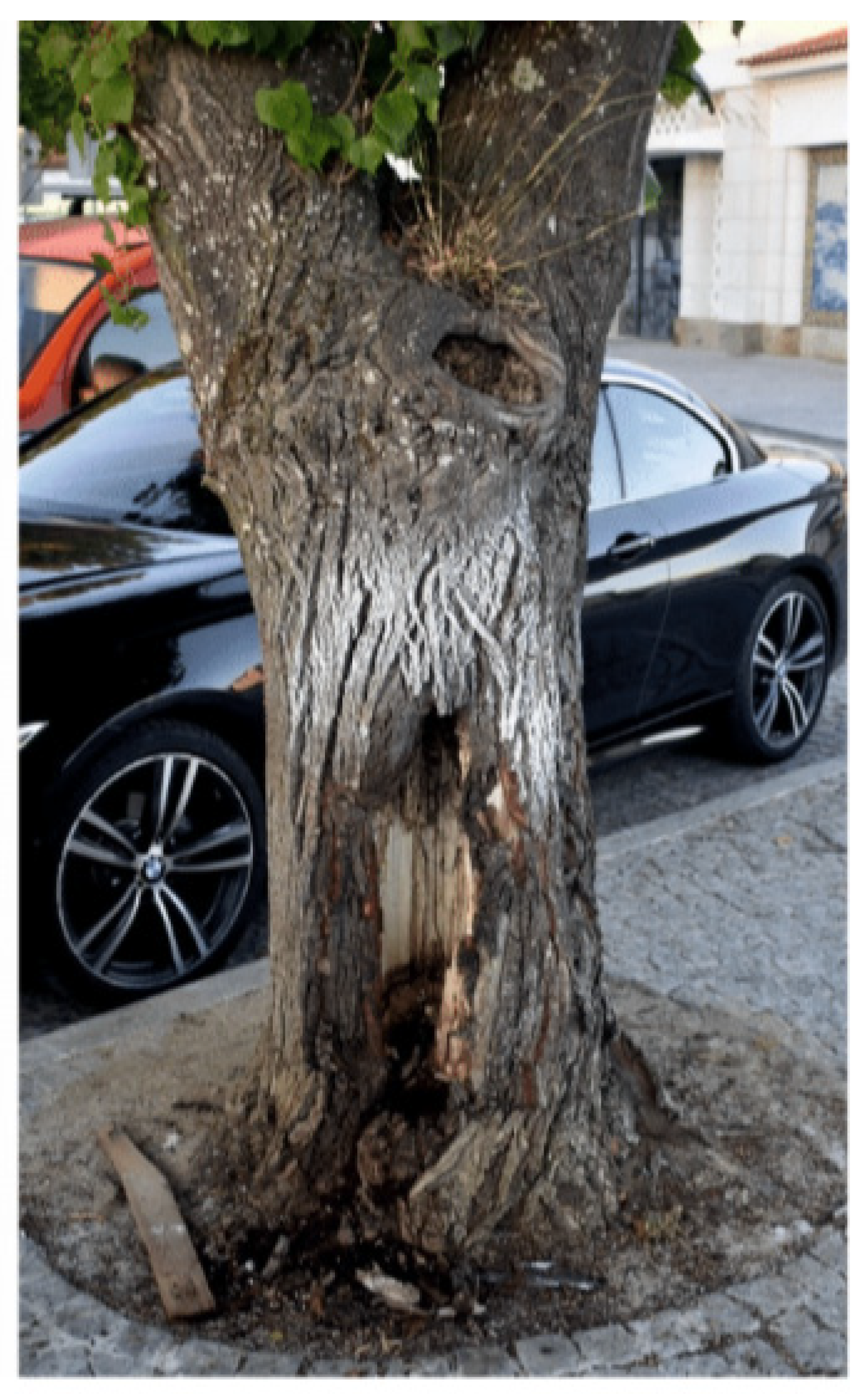 Forests 14 01398 g014