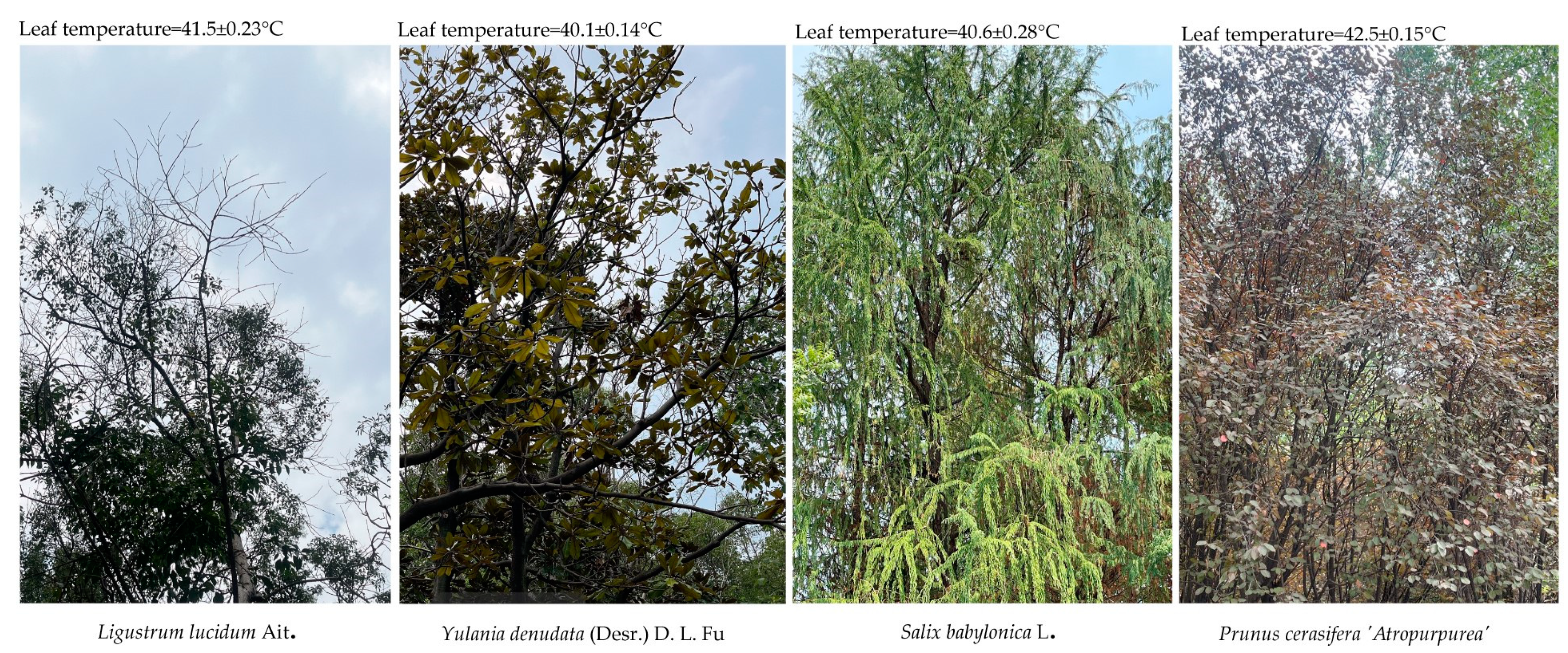 Forests 14 01429 g004 Forests 14 01429 g004