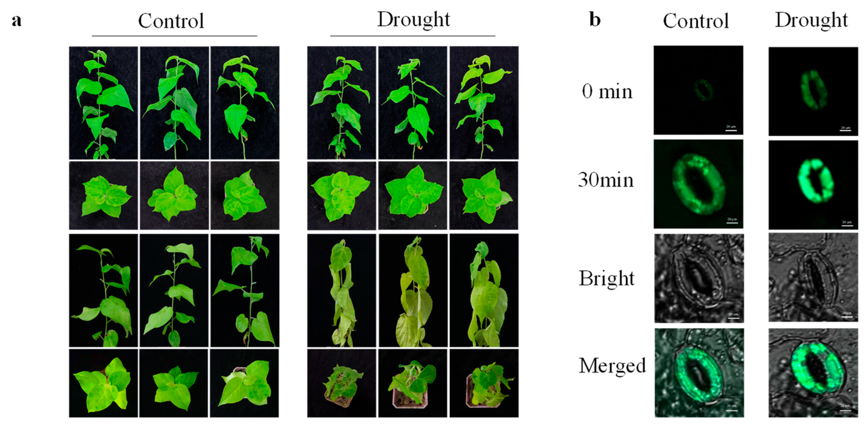 Forests 14 01465 g001 Forests 14 01465 g001
