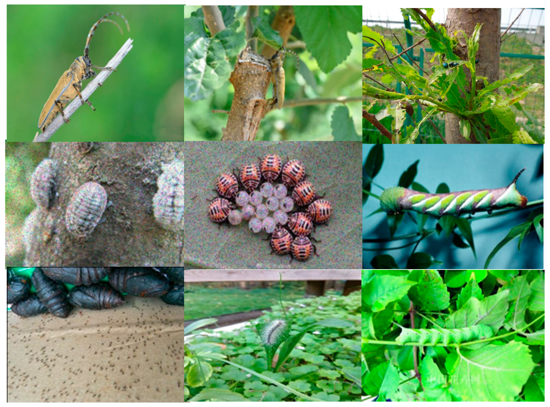 Forests 14 01484 g001 Forests 14 01484 g001