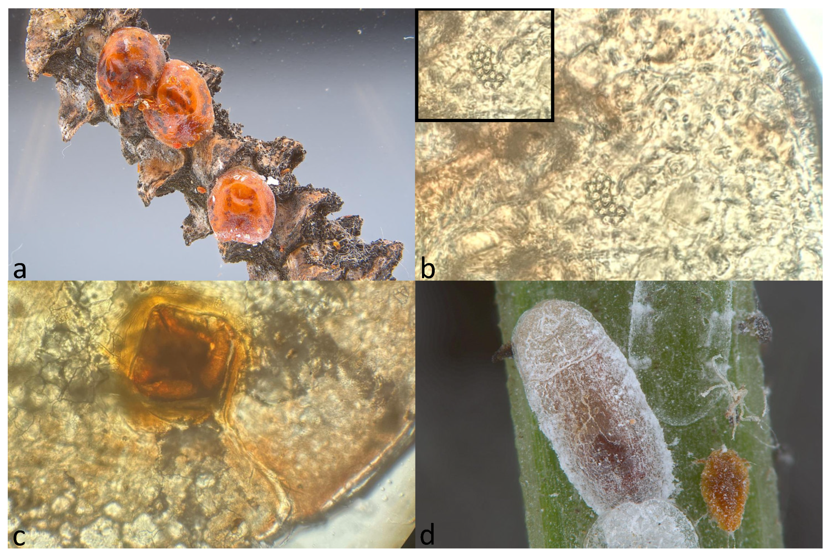 Forests 14 01585 g002