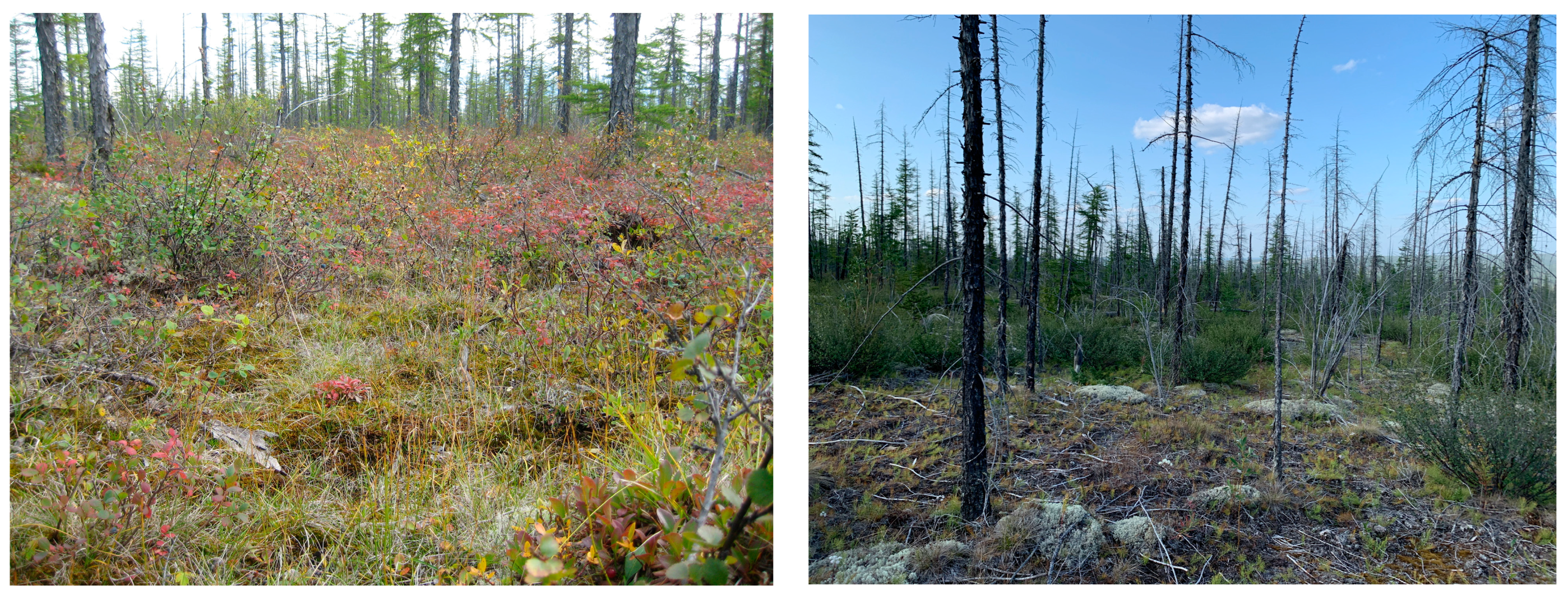 Forests 14 01641 g006 Forests 14 01641 g006