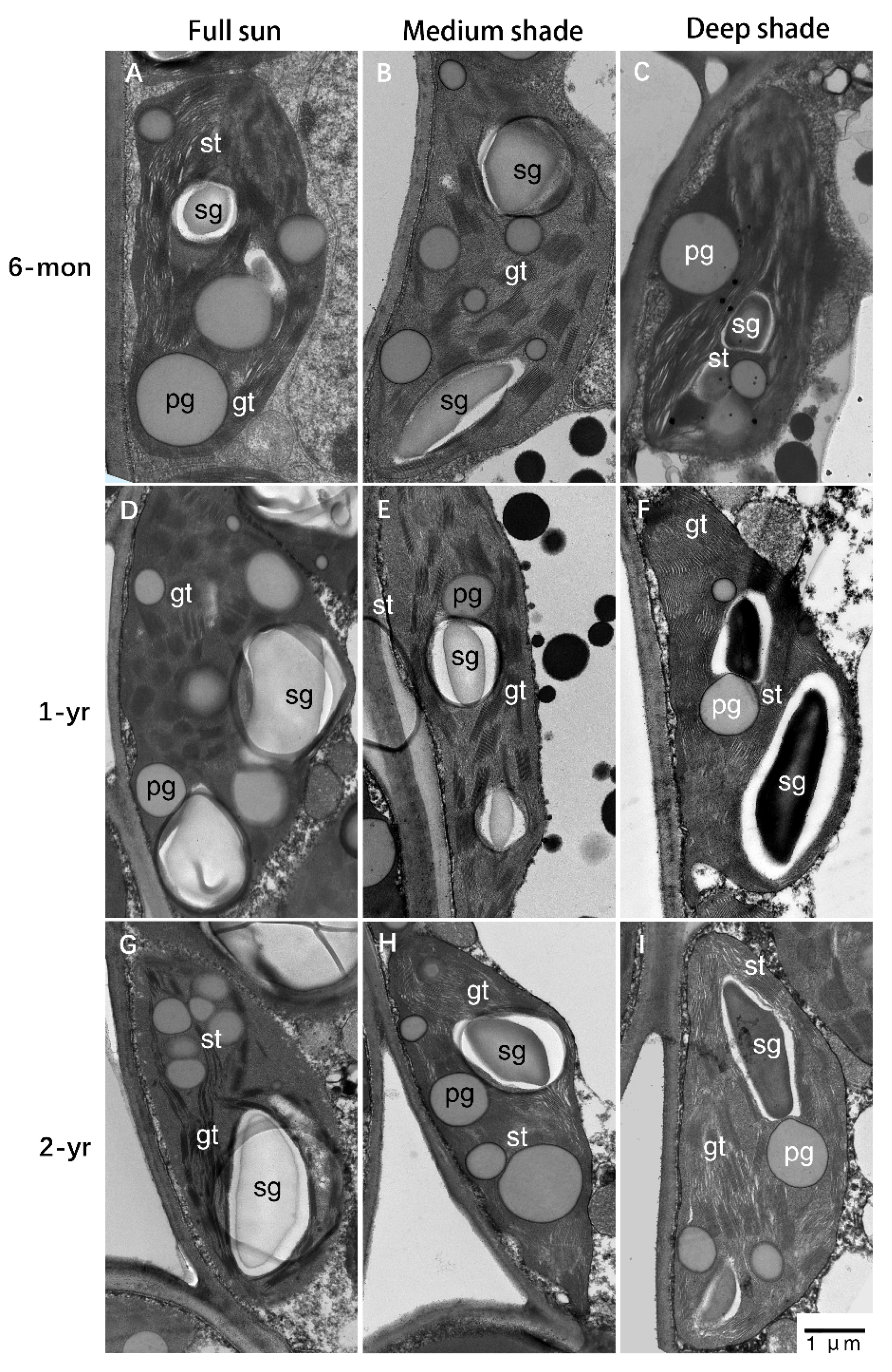 Forests 14 01683 g003 Forests 14 01683 g003