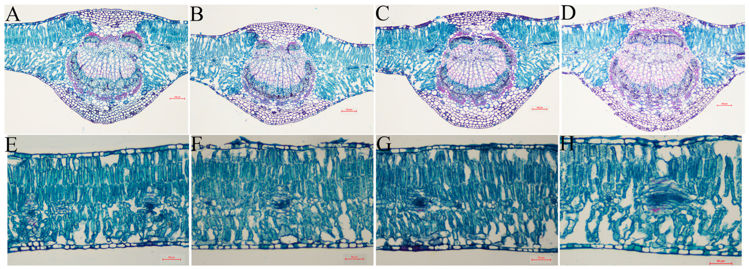Forests 14 01713 g006