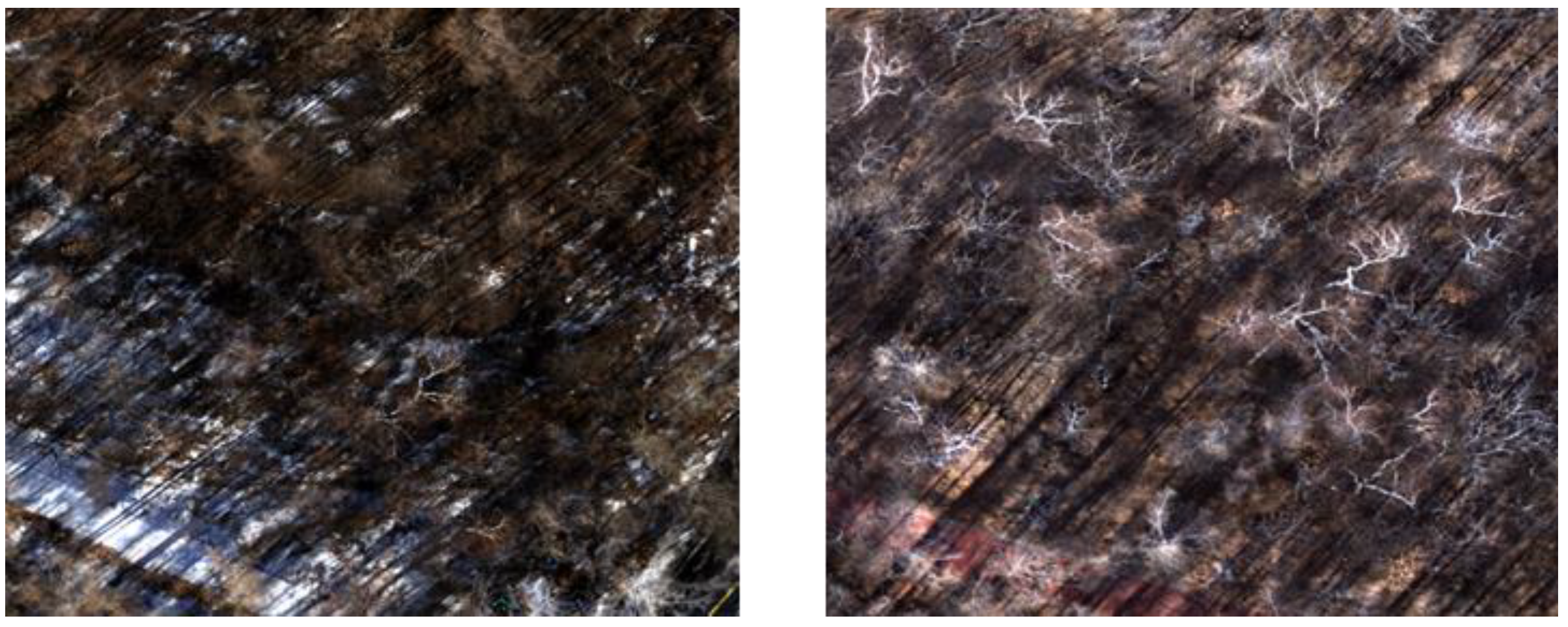 Forests 14 01724 g005