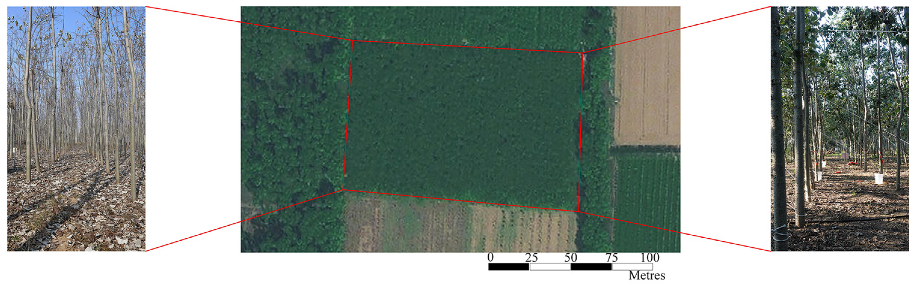 Forests 14 01757 g002