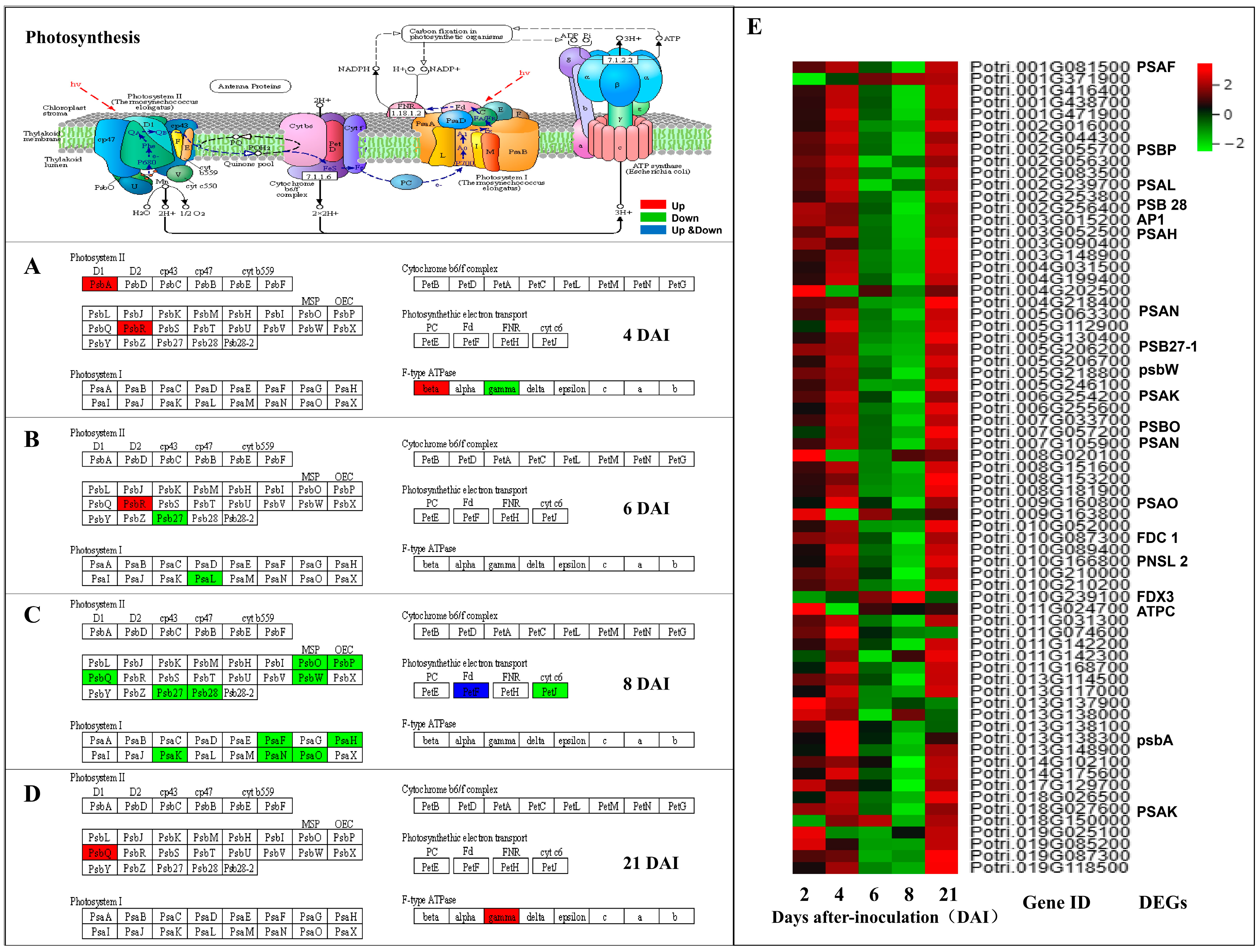 Forests | Free Full-Text | Transcriptomic Analysis Revealed