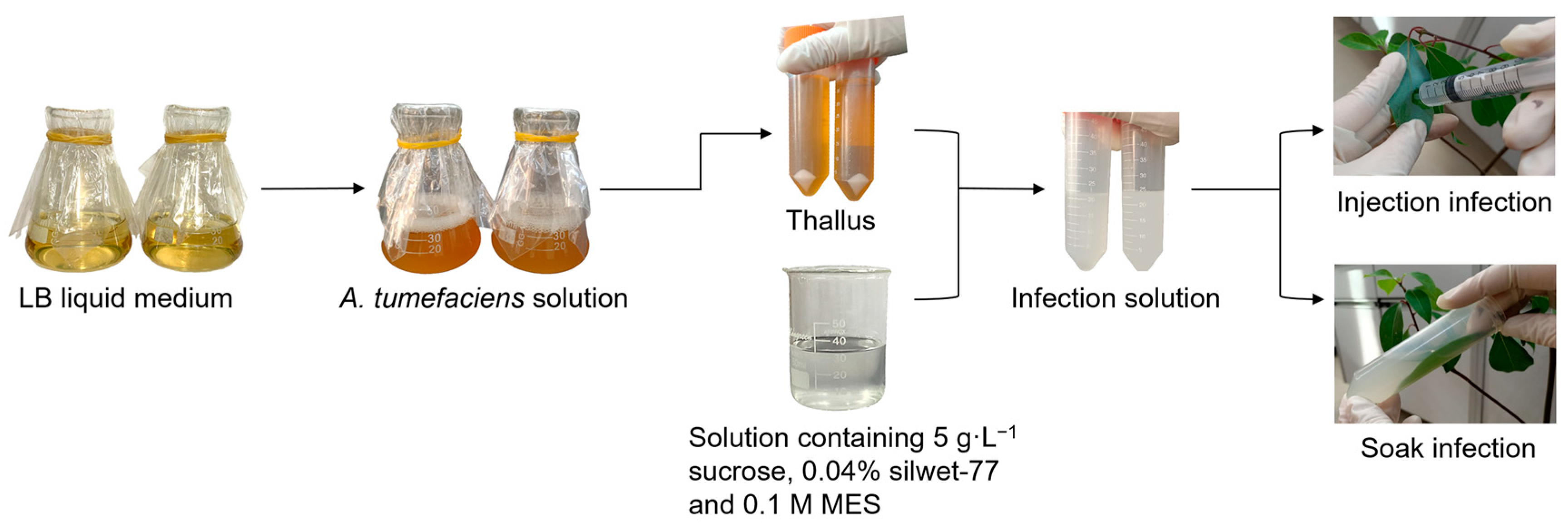 Forests 14 01872 g001