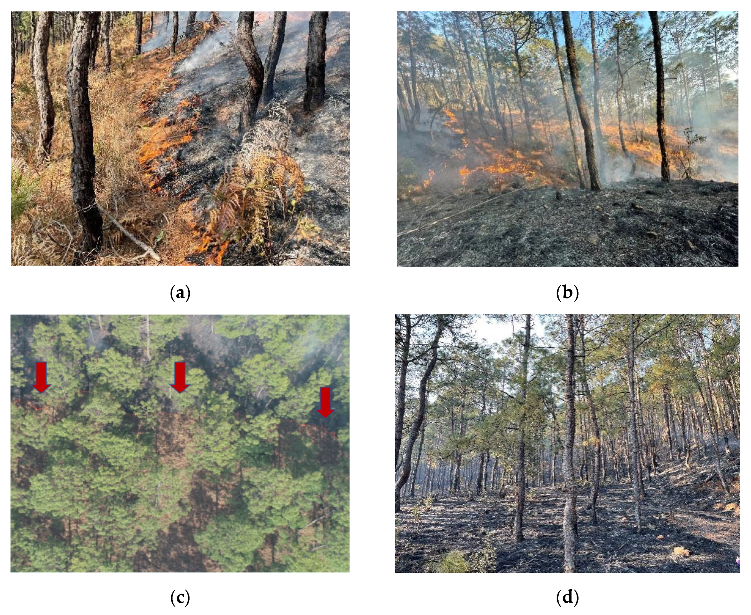 Forests 14 01915 g011