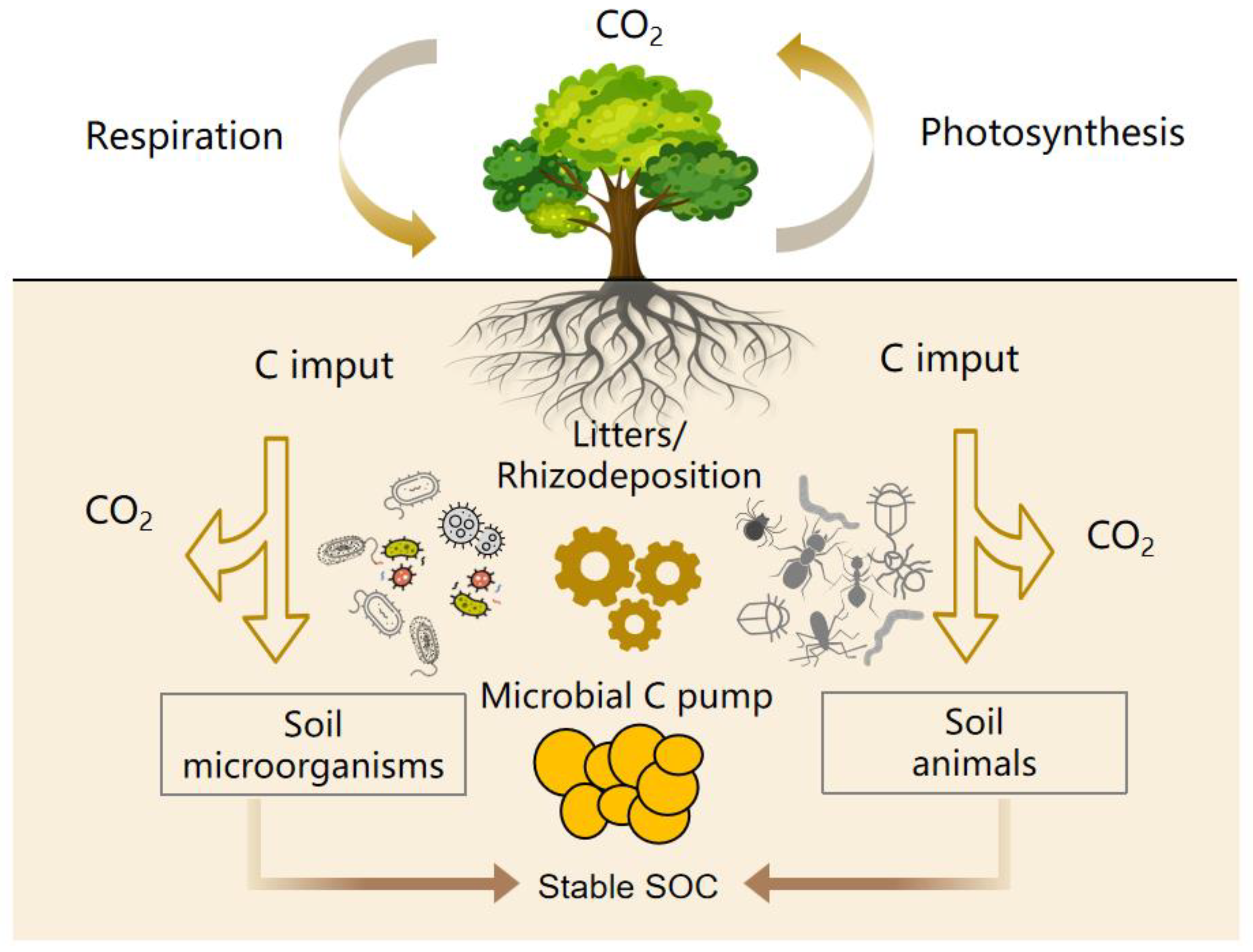Forests 14 01964 g005