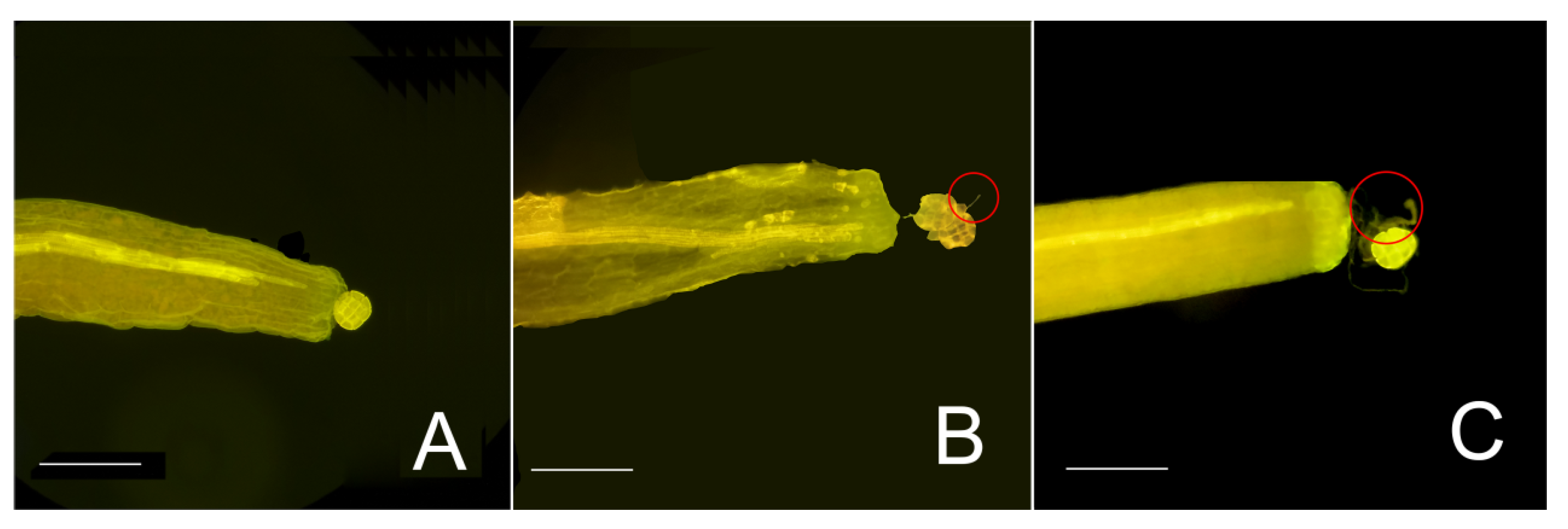 Forests 14 02034 g001 Forests 14 02034 g001