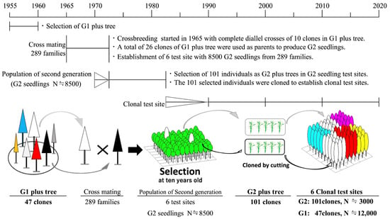 Forests | Free Full-Text | Genomic Prediction of Tree Height, Wood