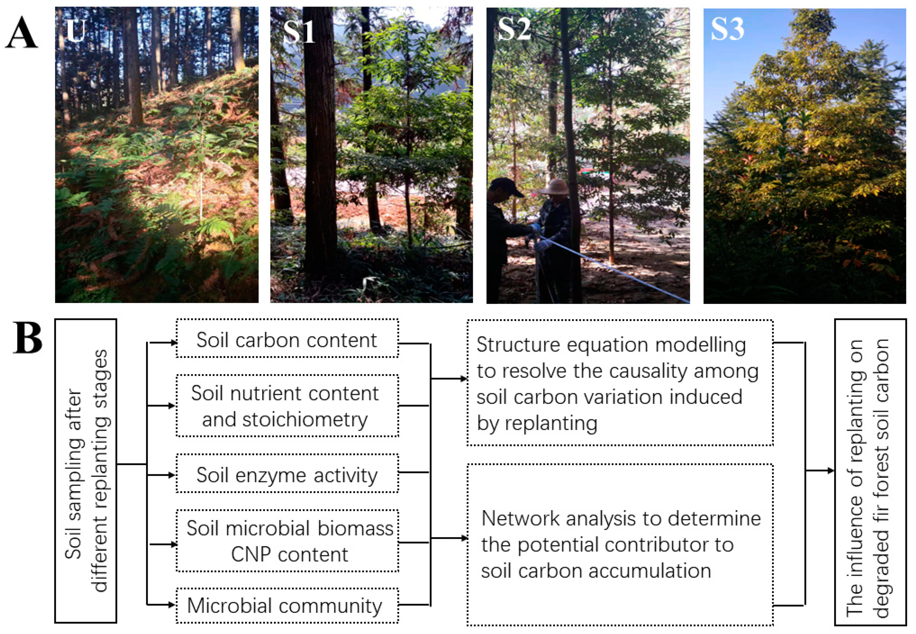 Forests | Free Full-Text | Influence of Phoebe bournei (Hemsl.) Replanting  on Soil Carbon Content and Microbial Processes in a Degraded Fir Forest