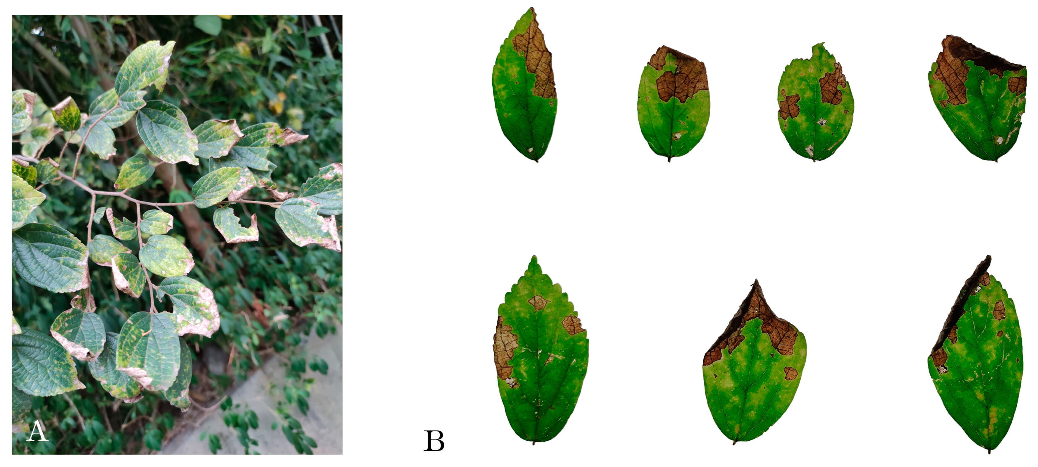 Forests 14 02389 g001