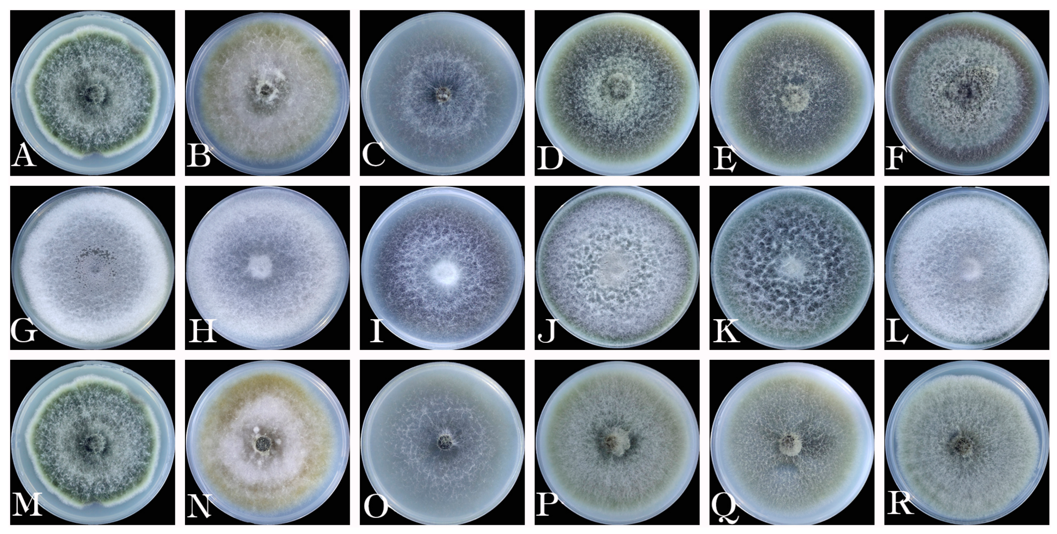 Forests 14 02389 g005