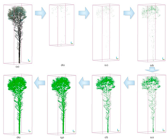 Forests | Free Full-Text | Automatic Separation of Photosynthetic 