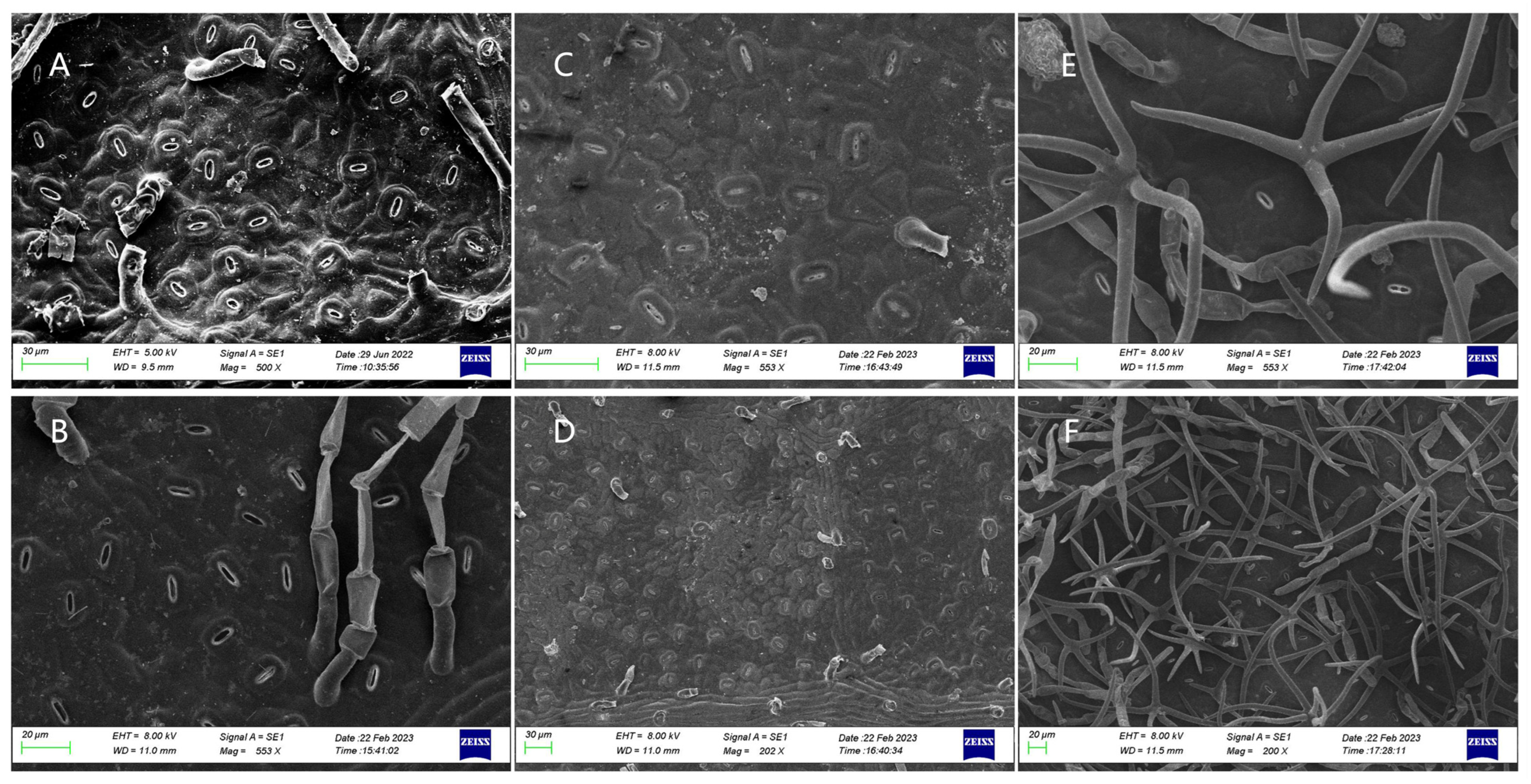 Forests 15 00071 g006 Forests 15 00071 g006