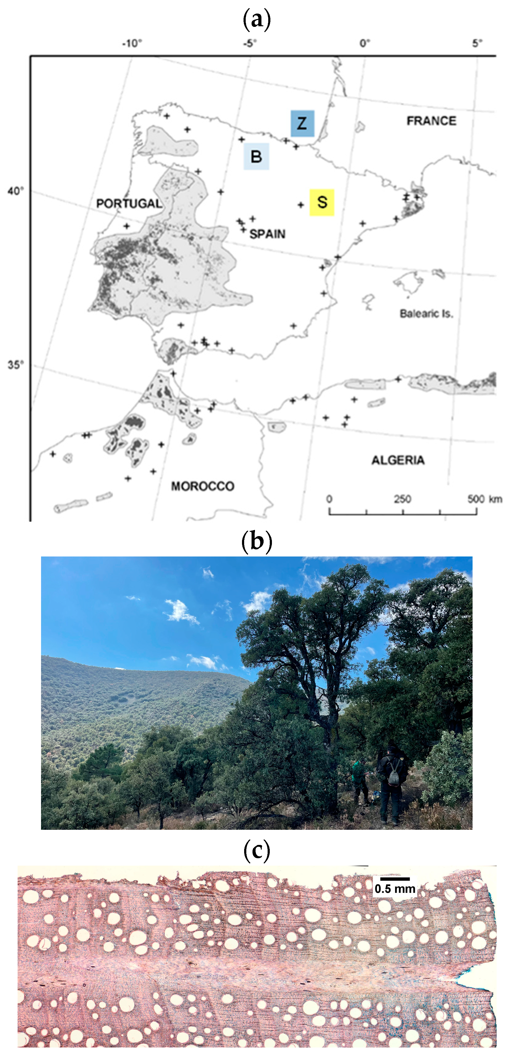 Forests 15 00072 g001 Forests 15 00072 g001