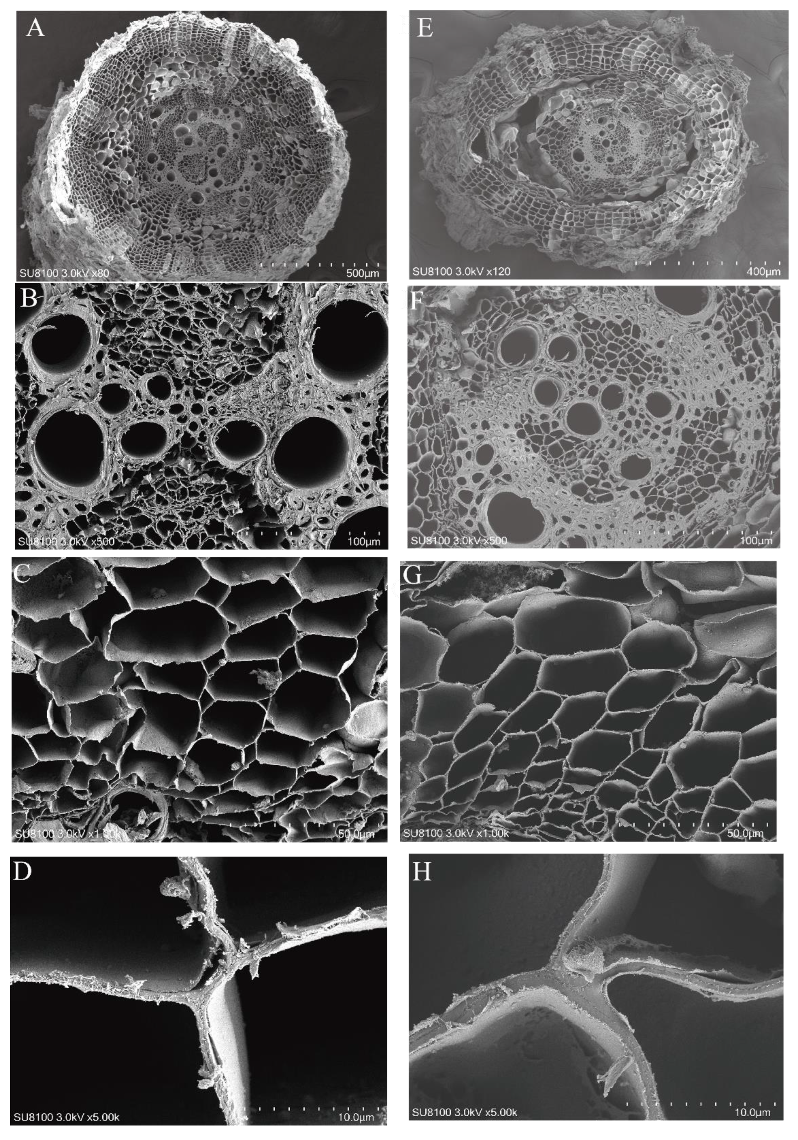 Forests 15 00148 g004