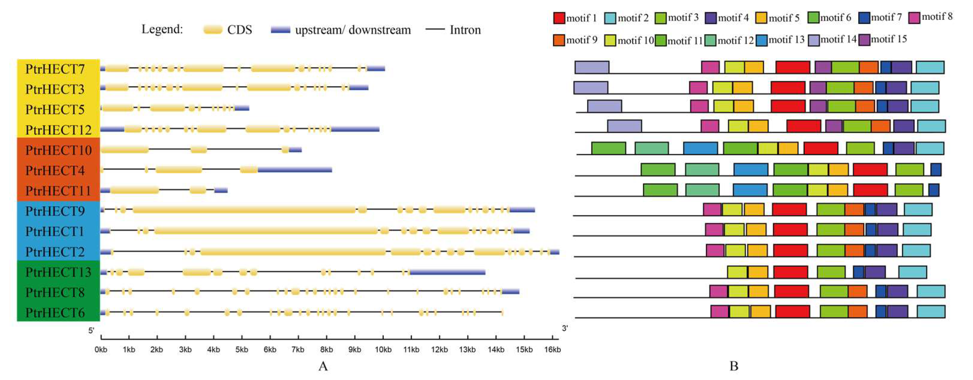 Forests | Free Full-Text | Genome-Wide Analysis of Homologous E6-AP ...