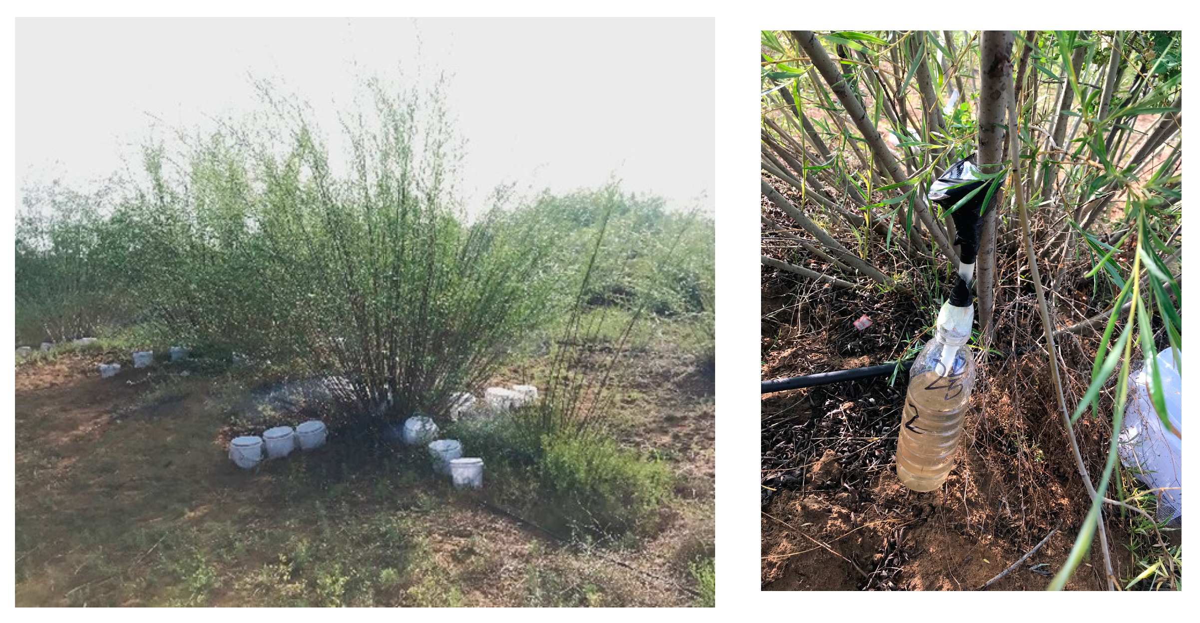 Forests 15 00278 g002