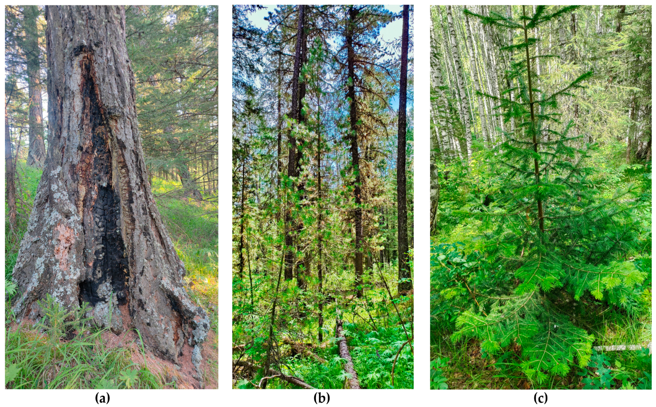 Forests 15 00296 g011