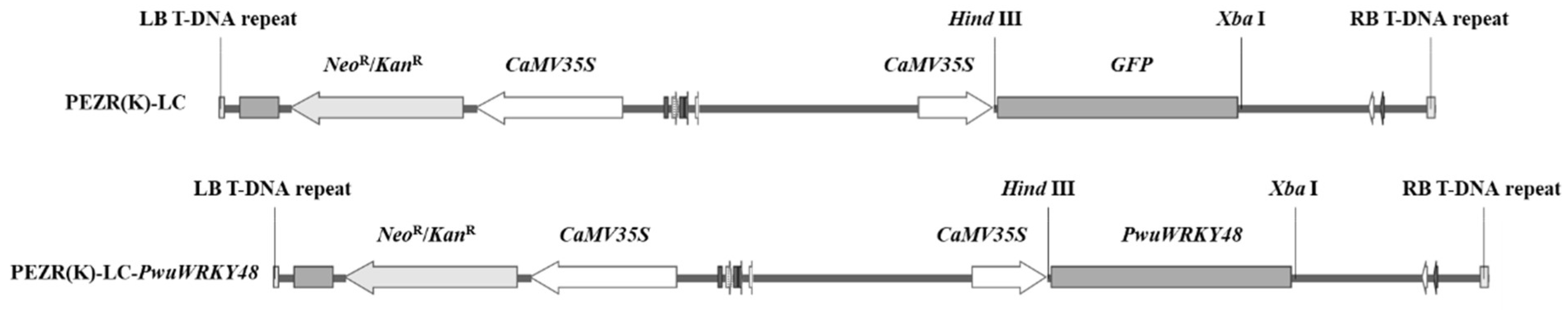 Forests 15 00302 g001