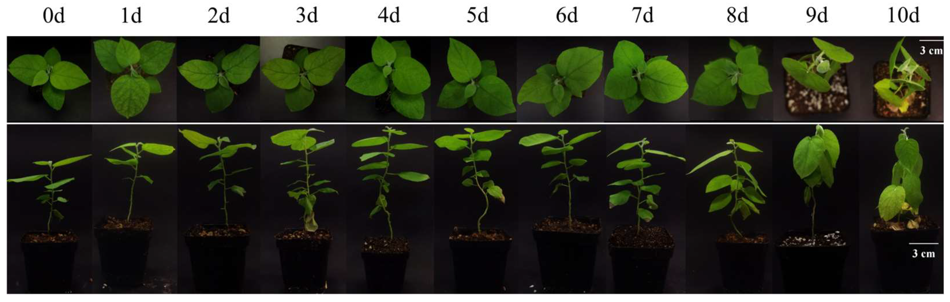 Forests 15 00302 g002