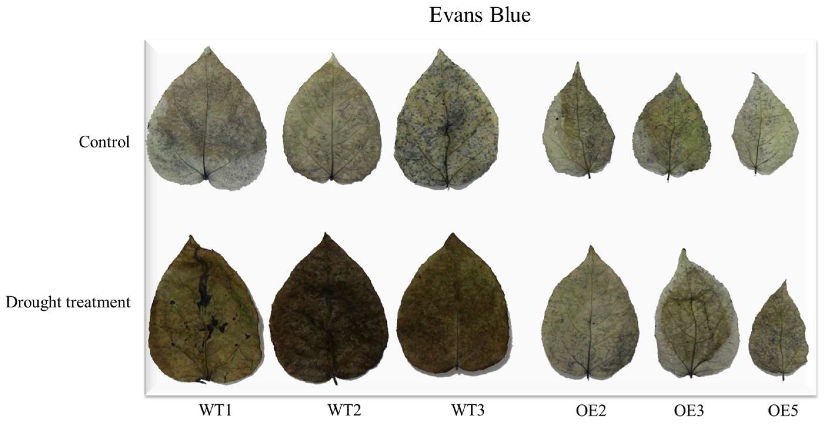 Forests 15 00302 g011