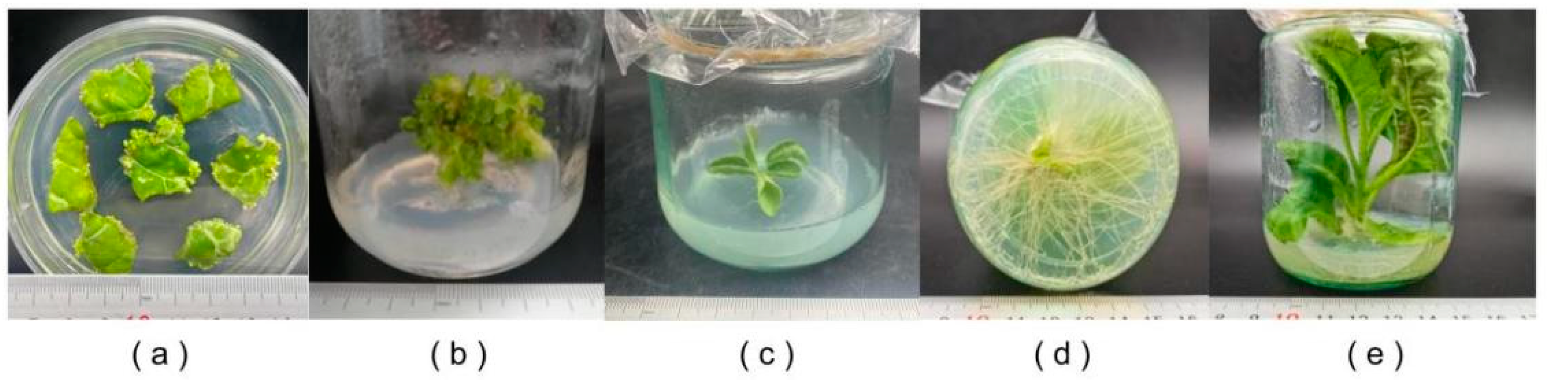 Forests 15 00380 g003